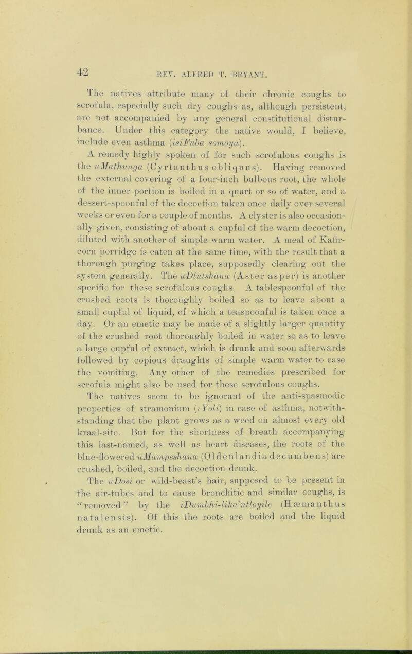 'File natives attrilnite many of their clironic coughs to scrofula, especially such dry coughs as, although persistent, are not accoiu])auied hy any general constitutional distur- bance. Under this category the native would, I believe, include even asthma {isiFaha sonioya). A remedy highly spoken of for such scrofulous coughs is the itMathnnga (Cyrtanthus obli(|uus). Having removed the external covering of a four-inch bulbous root, the whole of the inner portion is boiled in a quart or so of Avater, and a dessert-spoonful of the decoction taken once daily o\^er seA^eral Aveeks or even for a couple of months. A clyster is also occasion- ally giA'en, consisting of about a cupful of the Avarm decoction, diluted Avith another of simple Avarm Avater. A meal of Kahr- corn porridge is eaten at the same time, Avith the result that a thorough purging takes place, supposedly clearing out the system generally. The ■uDlut'ihana (Aster asper) is another specific for these scrofulous coughs. A tablespoonful of the crushed roots is thoroughly boiled so as to leaAm about a small cupful of liquid, of Avhich a teaspoonful is taken once a day. Or an emetic may be made of a slightly larger quantity of the crushed root thoroughly boiled iu Avater so as to leaAm a lai’ge cupful of extract, Avhich is drunk and soon afterAAmrds folloAved by copious draughts of simple Avarm Avater to ease the Ammitiug. Any other of the remedies prescribed for scrofula might also be used for these scrofulous coughs. The natiA^es seem to be ignorant of the anti-spasmodic ]U’operties of stramonium {lYoli) in case of asthma, notAvith- standing that the plant groAvs as a Aveed on almost OA’ery old kraal-site. But for the shortness of breath accompanying this last-named, as Avell as heart diseases, the roots of the blue-fioAvered uMampeshana (Oldenlandia decumbens) are crushed, boiled, and the decoction diaink. The uDosi or Avild-beasBs hair, supposed to be present in the air-tubes and to cause bronchitic and similar coughs, is “ removedby the iDumhhi-lihihitloyile (Hmmanthus natalensis). Of this the roots are boiled and the liquid drunk as an emetic.