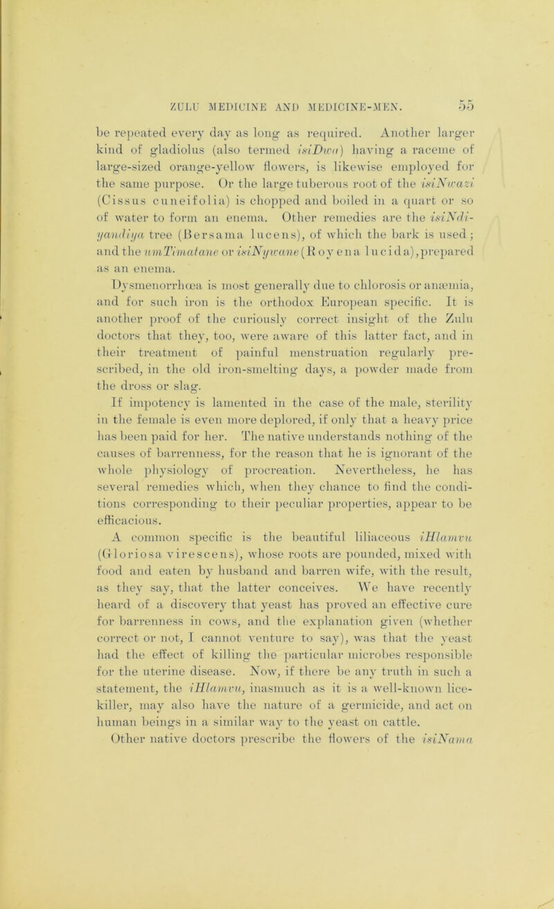 be repeated every day as long as required. Another larger kind of gladiolus (also termed ii>iDn-u) having a raceme of large-sized orange-yellow flowers, is likewise employed for the same purpose. Or the large tuberous root of the iniNivazi (Cissus cuneifolia) is chopped and boiled in a quart or so of water to form an enema. Other remedies are the isiKdi- ijandiija tree (Bersama luce ns), of which the bark is used; and the umTlmafane or it^iNyicane{Roj ena 1 ucida),prepared as an enema. Dysmenorrluea is most generally due to chlorosis or amemia, and for such ii-on is the orthodox Buro]>ean specific. It is another proof of the curiously correct insight of the Zulu doctors that they, too, were aware of this latter fact, and in their ti-eatment of painful menstruation regularly pre- scribed, in the old iron-smelting days, a powder made from the dross or slag'. If impotency is lamented in the case of the male, sterility in the female is even more deplored, if only that a heavy price has been paid for her. The native understands nothing of the causes of barrenness, for the reason that he is ignorant of the whole physiology of procreation. Nevertheless, he has several remedies which, when they chance to find the condi- tions corresponding to their peculiar properties, appear to be efficacious. A common specific is the beautiful liliaceous iHlamvu ((xloriosa virescens), whose roots are ])ounded, mixed with food and eaten by husband and barren wife, with the result, as they say, that the latter conceives. AVe have recently heard of a discover}' that yeast has proved an effective cure for barrenness in cows, and the explanation given (whether correct or not, I cannot ventiire to say), was that the yeast had the effect of killing the ])articular microbes responsible for the iiterine disease. Now, if there be any truth in such a statement, the iHlamvu, inasmuch as it is a well-known lice- killer, may also have the nature of a germicide, and act on human l)eings in a similar way to the yeast on cattle. Other native doctors prescribe the flowers of the isiNama
