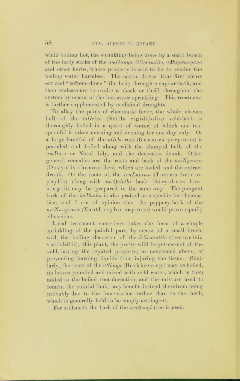 while boiling hot, the sprinkling being done by a small bunch of the leafy stalks of the uinGimija, iCimamlilo, uMayivanyaua and other herbs, whose property is said to be to render the boiling water harmless. The nativ^e doctor thus first clears out and “ softens down” the body through a vapour-bath, and then endeavours to excite a shock or thrill throughout the system by means of the hot-water s])rinkling. This treatment is further supplemented by medicinal draughts. To allay the pains of rheumatic fever, the whole viscous bulb of the IniTchio {8cilia rigddifolia) veld-herb is thoroughly boiled in a (piart of water, of which one tea- spoonful is taken morning and evening for one day only. Or a large handful of i\\e uGohu root (CTunnera perpensa) is })Ounded and boiled along with the chopped bulb of the umDiize or Natal kily, and the decoction drunk. Other general remedies are the roots and bark of the umNyezcme (Dovyalis rhamnoides), Avhicli are boiled and the extract drunk. Or the roots of the umLuhima (Turrma hetero- phylla) along Avith umQalothi, bark (Strychnos hen- ningsii) may be prepared in the same Avay. The pungent bark of the it<iBhaha is also praised as a specific for rheuma- tism, and I am of opinion that the peppery bark of the umNungwane (Xanthoxylon capense) Avould prove equally efficacious. Local treatment sometimes takes the form of a simple sprinkling of the painful part, by means of a small brush, Avith the boiling decoction of the iCimamlilo (Pentanisia A'ariabilis), this plant, the pretty Avild forget-me-not of the A'eld, having the reputed property, as mentioned aboA’e, of preventing burning liquids fj'om injuring the tissue. Simi- larly, the roots of the uShaqa (Berkheya sp.) may be boiled, its leaves pounded and mixed Avith cold Avater, Avhich is then added to the boiled root-decoction, and the mixture used to foment the painful limb, any benefit derived therefrom being probably due to the fomentation rather than to the herb, Avhich is generally held to be simply astringent. For stiff-neck the bark of the nmSongi tree is used.