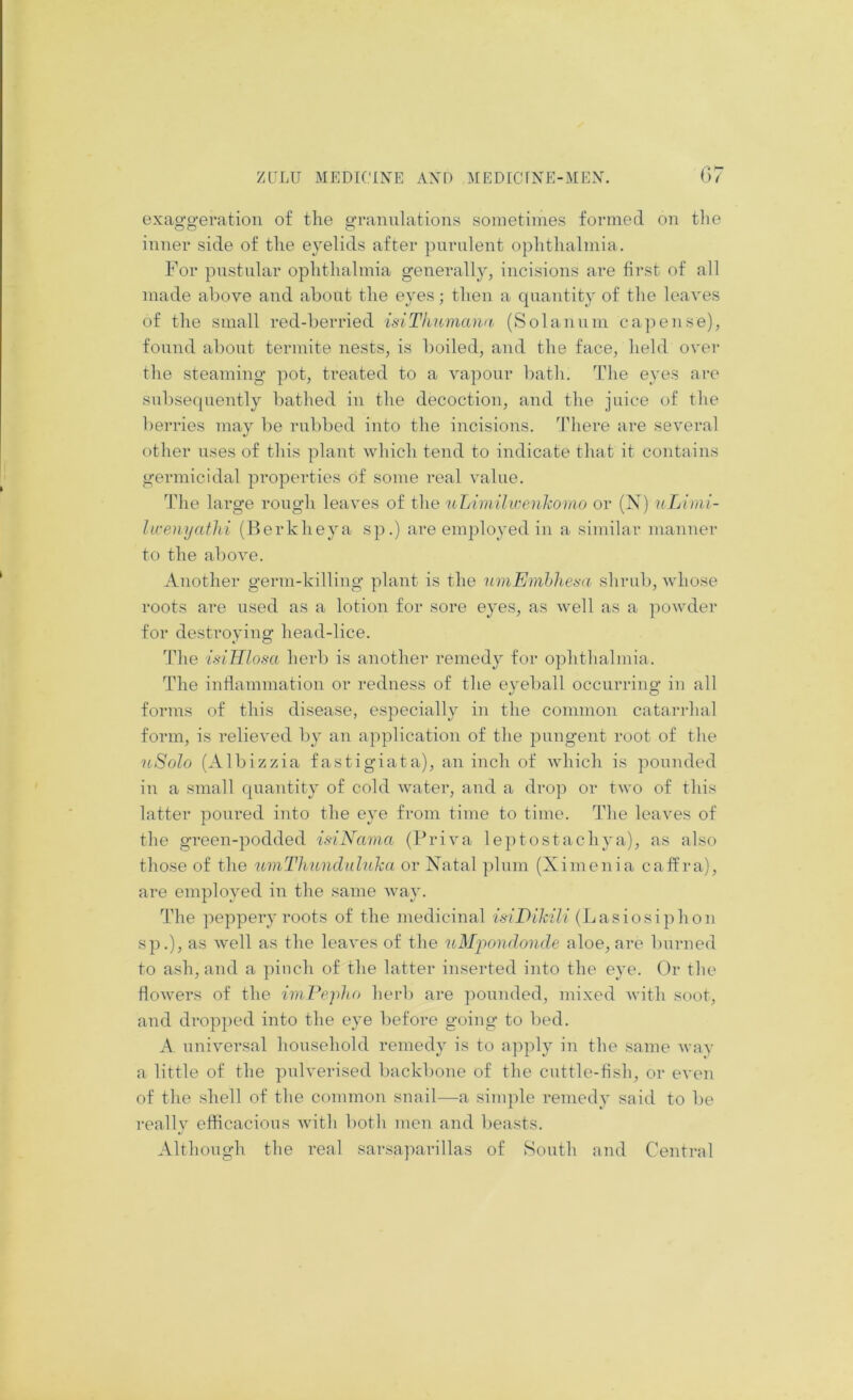 oxao-o-eration of the oTanulations sometimes formed on tlie o o o inner side of the eyelids after purulent ophthalmia. For pustular ophthalmia generally, incisions are first of all made above and about the eyes; then a quantity of the leaves of the small red-berried islThumawi (Solanum capense), found about termite nests, is boiled, and the face, held over the steaming pot, treated to a vapour bath. The eyes ai‘e subse([uently bathed in the decoction, and the juice of the berries may be rubbed into the incisions. There are several other uses of this plant which tend to indicate that it contains germicidal properties Of some real value. '^riie large rough leaves of the uLiiniJwenkomo or (N) uLiini- hcenyafhi (Berkheya sp.) are employed in a similar manner to the above. Another germ-killing plant is the umEmhhesa shrub, whose roots are used as a lotion for sore eyes, as well as a ])owder for destroying head-lice. The isilUosa herb is another remedy for ophtlialmia. The inflammation or redness of the eyeball occurring in all forms of this disease, especially in the common catarrhal form, is relieved by an application of the pungent root of the nSolo (Albizzia fastigiata), an inch of which is pounded in a small quantity of cold water, and a drop or two of this latter poured into the eye from time to time. The leaves of the green-podded isiNama (Priva leptostachya), as also those of the uinTJmnchiluka or Natal plum (Ximenia caffra), are employed in the same way. 1’he peppery roots of the medicinal f.s7’D//vz7/(Lasiosiphon sp.), as well as the leaves of the uMiiondonde aloe, are burned to ash, and a pinch of the latter inserted into the eye. Or the flowers of the imPepho her!) are poiinded, mixed with soot, and dropped into the eye before going to bed. A universal household remedy is to ajqily in the same wav a little of the pulverised backbone of the cuttle-fish, or even of the shell of the common snail—a simple remedy said to be really efficacious Avith both men and beasts. Although the real sarsaparillas of South and Central