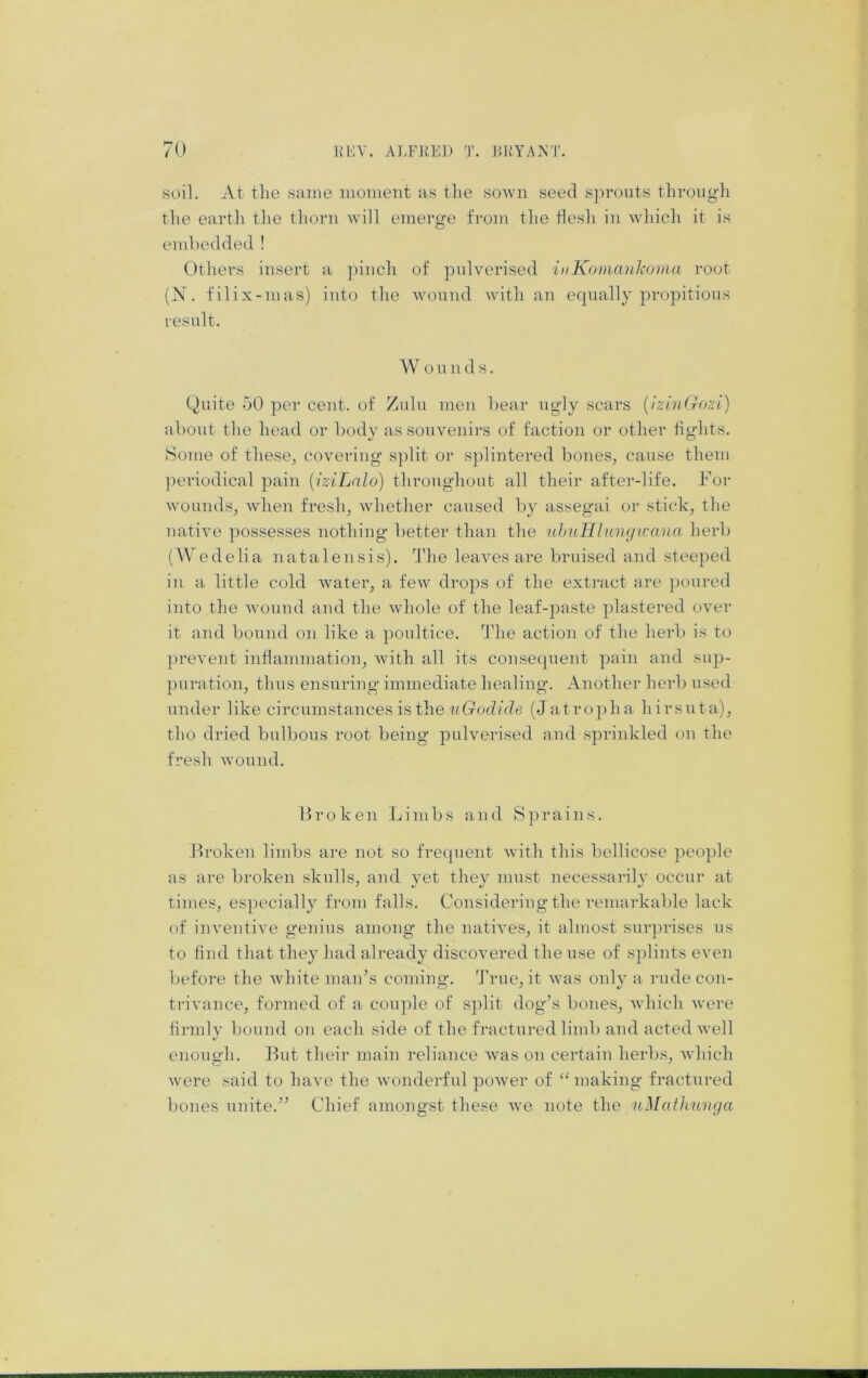 soil. At the same moment as the sown seed spronts through tlie earth tlie thorn will emerge from the flesh in which it is emhedded ! Others insert a pinch of pnlverised inKomanlioma root (N. filix-mas) into the wonnd with an ecpially propitious result. W o n n d s. Quite 50 per cent, of Zulu men bear ngly scars {iziiiGozi) about the head or body as souvenirs of faction or other fights. Some of these, covering split or splintered bones, cause them ])eriodical pain {iziLalo) throughout all their after-life. For wounds, when fresh, whether caused by assegai or stick, the native possesses nothing better than the nhuHlwnywana herb (Wedelia natalensis). The leaves are bruised and steeped in a little cold water, a few drops of the extract are poured into the wound and the whole of the leaf-paste plastered over it and bound on like a poultice. The action of the herb is t<^ prevent inflammation, with all its consequent pain and sup- puration, thus ensuring immediate healing. Another herb used under like circum.stances is the wtrodfde (Jatropha hirsuta), tho dried bulbous root being pulverised and sprinkled on the fresh wound. If r o k e n L i m b s a n d S ]) r a i n s. ifroken limbs are not so frequent with this bellicose peo23le as are broken skulls, and yet they must necessarily occur at times, especially from falls. Considering the i‘emarkable lack of inventive genius among the natives, it almost surprises us to find that they had already discovered the use of splints even before the white maids coming. True, it was only a rude con- trivance, formed of a couple of split dog’s bones, which were firmly bound on each side of the fractured limb and acted well enouo'h. But their main reliance Avas on certain herb-s, Avhich were said to have the wonderful power of ^Anaking fractured bones unite.” Chief amongst these Ave note the uMatlmvga