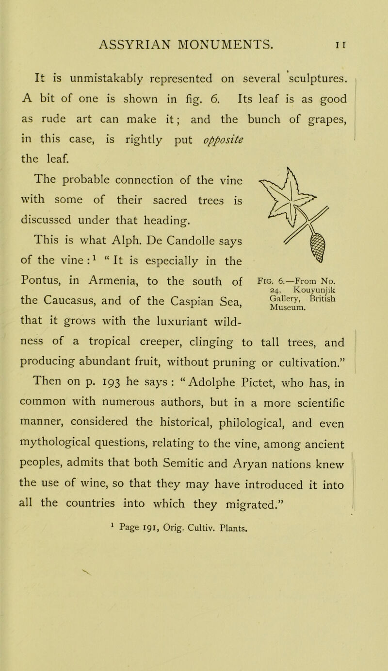 It is unmistakably represented on several sculptures. A bit of one is shown in fig. 6. Its leaf is as good as rude art can make it; and the bunch of grapes, in this case, is rightly put opposite the leaf. The probable connection of the vine with some of their sacred trees is discussed under that heading. This is what Alph. De Candolle says of the vine A “It is especially in the Pontus, in Armenia, to the south of the Caucasus, and of the Caspian Sea, that it grows with the luxuriant wild- ness of a tropical creeper, clinging to tall trees, and producing abundant fruit, without pruning or cultivation.” Then on p. 193 he says : “Adolphe Pictet, who has, in common with numerous authors, but in a more scientific manner, considered the historical, philological, and even mythological questions, relating to the vine, among ancient peoples, admits that both Semitic and Aryan nations knew the use of wine, so that they may have introduced it into all the countries into which they migrated.” Fig. 6.—From No. 24, Kouyunjik Gallery, British Museum. ^ Page 191, Orig. Cultiv. Plants.