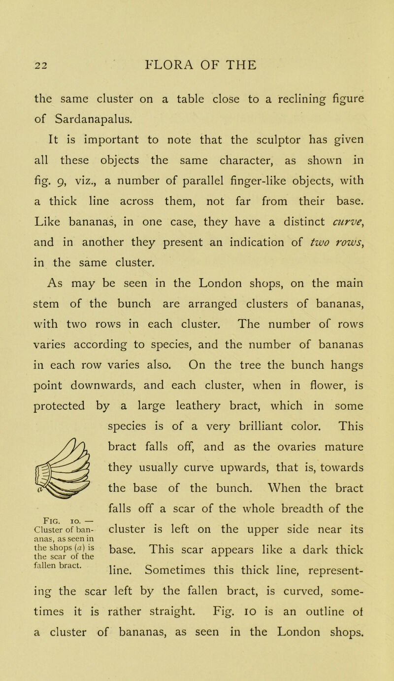 the same cluster on a table close to a reclining figure of Sardanapalus. It is important to note that the sculptor has given all these objects the same character, as shown in fig. 9, viz., a number of parallel finger-like objects, with a thick line across them, not far from their base. Like bananas, in one case, they have a distinct ciirve^ and in another they present an indication of two 7'ows, in the same cluster. As may be seen in the London shops, on the main stem of the bunch are arranged clusters of bananas, with two rows in each cluster. The number of rows varies according to species, and the number of bananas in each row varies also. On the tree the bunch hangs point downwards, and each cluster, when in flower, is protected by a large leathery bract, which in some species is of a very brilliant color. This bract falls off, and as the ovaries mature they usually curve upwards, that is, towards the base of the bunch. When the bract falls off a scar of the whole breadth of the cluster is left on the upper side near its base. This scar appears like a dark thick line. Sometimes this thick line, represent- ing the scar left by the fallen bract, is curved, some- times it is rather straight. Fig. lo is an outline of a cluster of bananas, as seen in the London shops. Fig. io. — Cluster of ban- anas, as seen in the shops {a) is the scar of the fallen bract.