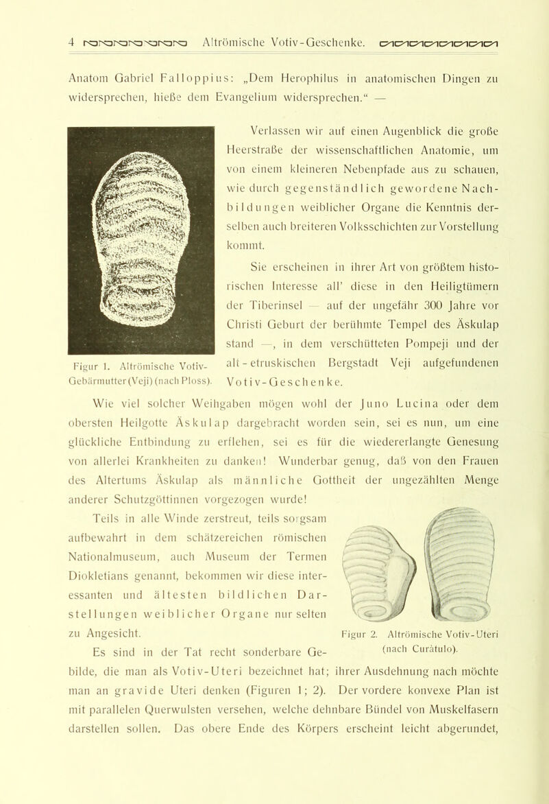 Anatom Gabriel Falloppins; „Dem Herophilns in anatomischen Dingen zu widersprechen, hieße dem Evangelium widersprechen.“ — Verlassen wir auf einen Augenblick die große Heerstraße der wissenschaftlichen Anatomie, um von einem kleineren Nebenpfade aus zu schauen, wie durch gegenständlich gewordene Nach- bildungen weiblicher Organe die Kenntnis der- selben auch breiteren Volksschichten zur Vorstellung kommt. Sie erscheinen in ihrer Art von größtem histo- rischen Interesse all’ diese in den Heiligtümern der Tiberinsel auf der ungefähr 300 Jahre vor Christi Geburt der berühmte Tempel des Äskulap stand -, in dem verschütteten Pompeji und der alt - etruskischen Bergstadt Veji anfgefundenen Vo t i V-Gesch en ke. Wie viel solcher Weihgaben mögen wohl der Juno Lucina oder dem obersten Heilgotte Äskulap dargebracht worden sein, sei es nun, um eine glückliche Entbindung zu erflehen, sei es für die wiedererlangte Genesung von allerlei Krankheiten zu danken! Wunderbar genug, daß von den Frauen des Altertums Äskulap als männliche (jottheit der ungezählten Menge anderer Schutzgöttinnen vorgezogen wurde! Teils in alle Winde zerstreut, teils sorgsam aufbewahrt in dem schätzereichen römischen Nationalmuseum, auch Museum der Termen Diokletians genannt, bekommen wir diese inter- essanten und ältesten bildlichen Dar- stellungen weiblicher Organe nur selten zu Angesicht. Es sind in der Tat recht sonderbare Ge- bilde, die man als Votiv-Uteri bezeichnet hat; ihrer Ausdehnung nach möchte man an gravide Uteri denken (Figuren 1; 2). Der vordere konvexe Plan ist mit parallelen Querwulsten versehen, welche dehnbare Bündel von Muskelfasern darstellen sollen. Das obere Ende des Körpers erscheint leicht abgerundet, Figur 2. Altrömische Votiv-Uteri (nach Curätulo). Figur 1. Altrümisclie Votiv- Gebärmutter (Veji) (nacli l^loss).