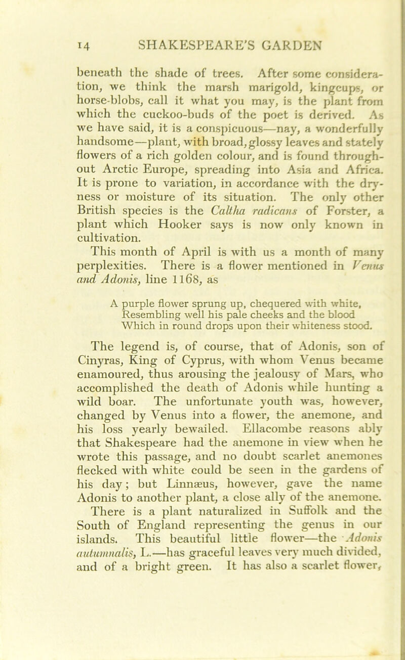 beneath the shade of trees. After some considera- tion, we think the marsh marigold, kingcups, or horse-blobs, call it what you may, is the plant from which the cuckoo-buds of the poet is derived. As we have said, it is a conspicuous—nay, a wonderfully handsome—plant, with broad, glossy leaves and stately flowers of a rich golden colour, and is found through- out Arctic Europe, spreading into Asia and Africa. It is prone to variation, in accordance with the dry- ness or moisture of its situation. The only other British species is the Caltha radiants of Forster, a plant which Hooker says is now only known in cultivation. This month of April is with us a month of many perplexities. There is a flower mentioned in Venus and Adonis, line 1168, as A purple flower sprung up, chequered with white, Resembling well his pale cheeks and the blood Which in round drops upon their whiteness stood. The legend is, of course, that of Adonis, son of Cinyras, King of Cyprus, with whom Venus became enamoured, thus arousing the jealousy of Mars, who accomplished the death of Adonis while hunting a wild boar. The unfortunate youth was, however, changed by Venus into a flower, the anemone, and his loss yearly bewailed. Ellacombe reasons ably that Shakespeare had the anemone in Hew when he wrote this passage, and no doubt scarlet anemones flecked with white could be seen in the gardens of his day; but Linnaeus, however, gave the name Adonis to another plant, a close ally of the anemone. There is a plant naturalized in Suffolk and the South of England representing the genus in our islands. This beautiful little flower—the Adonis autumnalis, L.—has graceful leaves very much divided, and of a bright green. It has also a scarlet flower,