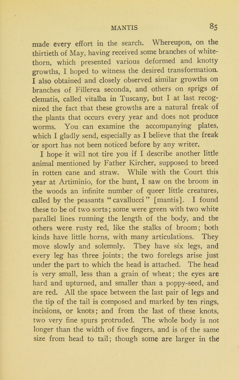 made every effort in the search. Whereupon, on the thirtieth of May, having received some branches of white- thorn, which presented various deformed and knotty growths, I hoped to witness the desired transformation. I also obtained and closely observed similar growths on branches of Fillerea seconda, and others on sprigs of clematis, called vitalba in Tuscany, but I at last recog- nized the fact that these growths are a natural freak of the plants that occurs every year and does not produce worms. You can examine the accompanying plates, which I gladly send, especially as I believe that the freak or sport has not been noticed before by any writer. I hope it will not tire you if I describe another little animal mentioned by Father Kircher, supposed to breed in rotten cane and straw. While with the Court this year at Artiminio, for the hunt, I saw on the broom in the woods an infinite number of queer little creatures, called by the peasants “ cavallucci ” [mantis]. I found these to be of two sorts; some were green with two white parallel lines running the length of the body, and the others were rusty red, like the stalks of broom; both kinds have little horns, with many articulations. They move slowly and solemnly. They have six legs, and every leg has three joints; the two forelegs arise just under the part to which the head is attached. The head is very small, less than a grain of wheat; the eyes are hard and upturned, and smaller than a poppy-seed, and are red. All the space between the last pair of legs and the tip of the tail is composed and marked by ten rings, incisions, or knots; and from the last of these knots, two very fine spurs protruded. The whole body is not longer than the width of five fingers, and is of the same size from head to tail; though some are larger in the