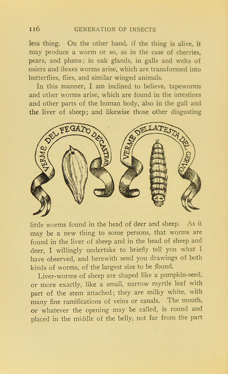 less thing. On the other hand, if the thing is alive, it may produce a worm or so, as in the case of cherries, pears, and plums; in oak glands, in galls and welts of osiers and ilexes worms arise, which are transformed into butterflies, flies, and similar winged animals. In this manner, I am inclined to believe, tapeworms and other worms arise, which are found in the intestines and other parts of the human body, also in the gall and the liver of sheep; and likewise those other disgusting little worms found in the head of deer and sheep. As it may be a new thing to some persons, that worms are found in the liver of sheep and in the head of sheep and deer, I willingly undertake to briefly tell you what I have observed, and herewith send you drawings of both kinds of worms, of the largest size to be found. Liver-worms of sheep are shaped like a pumpkin-seed, or more exactly, like a small, narrow myrtle leaf with part of the stem attached; they are milky white, with many fine ramifications of veins or canals. The mouth, or whatever the opening may be called, is round and placed in the middle of the belly, not far from the part