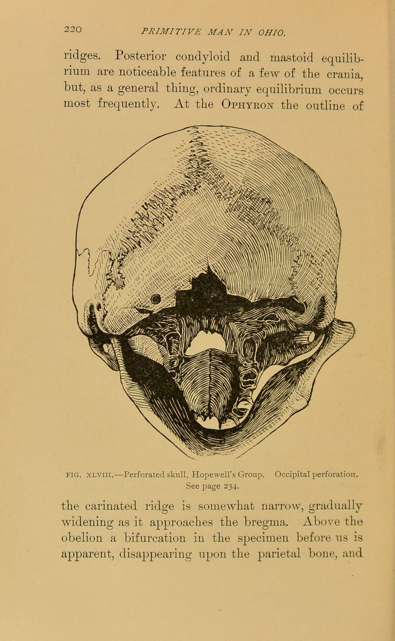 ridges. Posterior condyloid and mastoid equilib- rium are noticeable features of a few of the crania, but, as a general thing, ordinary equilibrium occurs most frequently. At the Opiiyeon the outline of FIG. xlviii.—Perforated skull, Hopewell’s Group. Occipital perforation. See page 234. the carinated ridge is somewhat narrow, gradually widening as it approaches the bregma. Above the obelion a bifurcation in the specimen before us is apparent, disappearing upon the parietal bone, and