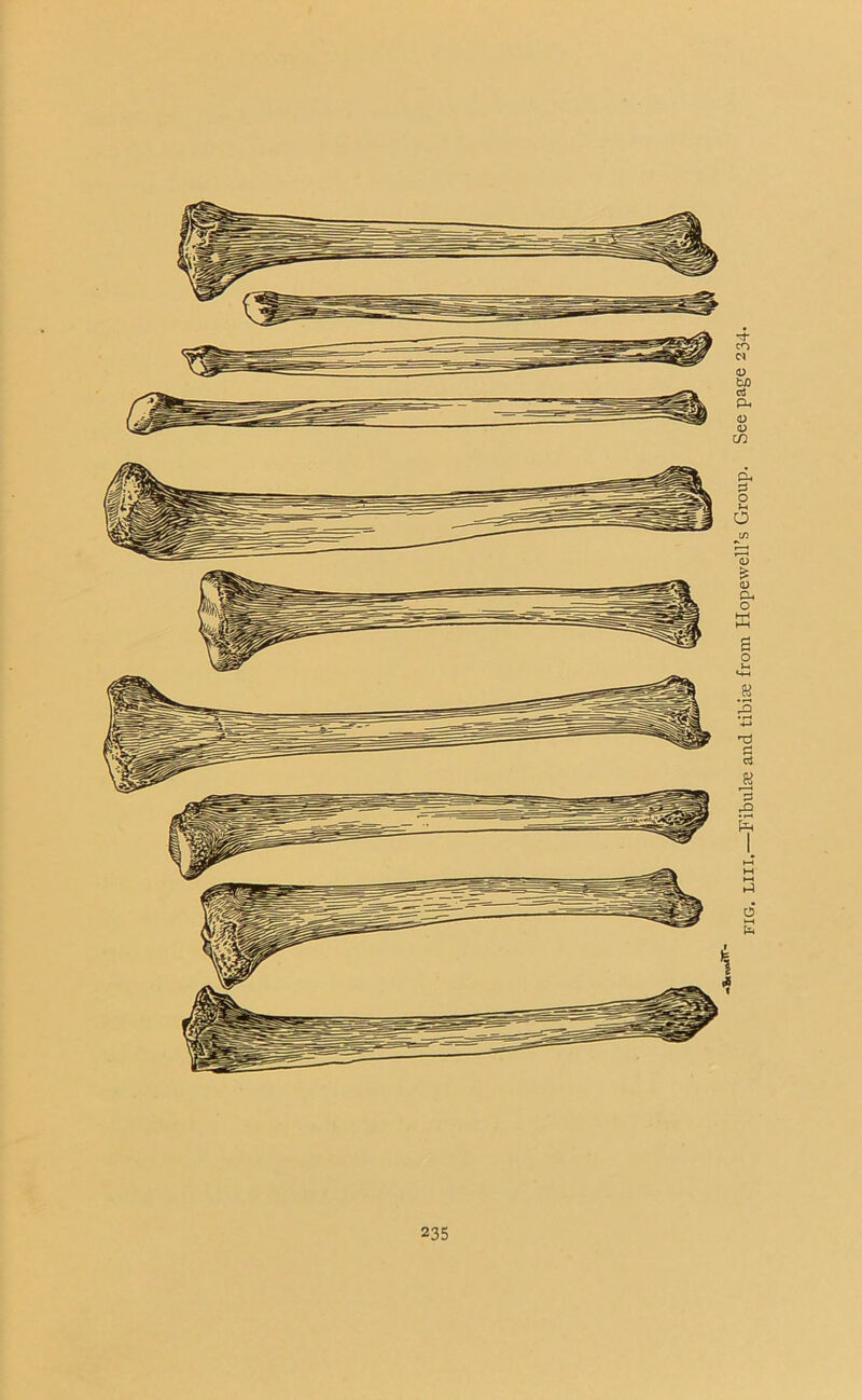 FIG. LIU.—Fibula; and tibiae from Hopewell’s Group. See page 234.