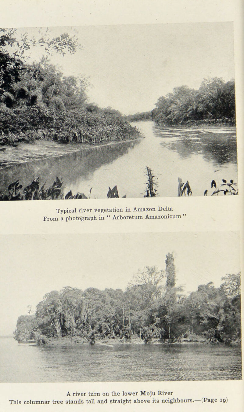 ft (Page 19) Us Typical river vegetation in Amazon Delta From a photograph in “ Arboretum Amazonicum ” A river turn on the lower Moju River This columnar tree stands tall and straight above its neighbours.—