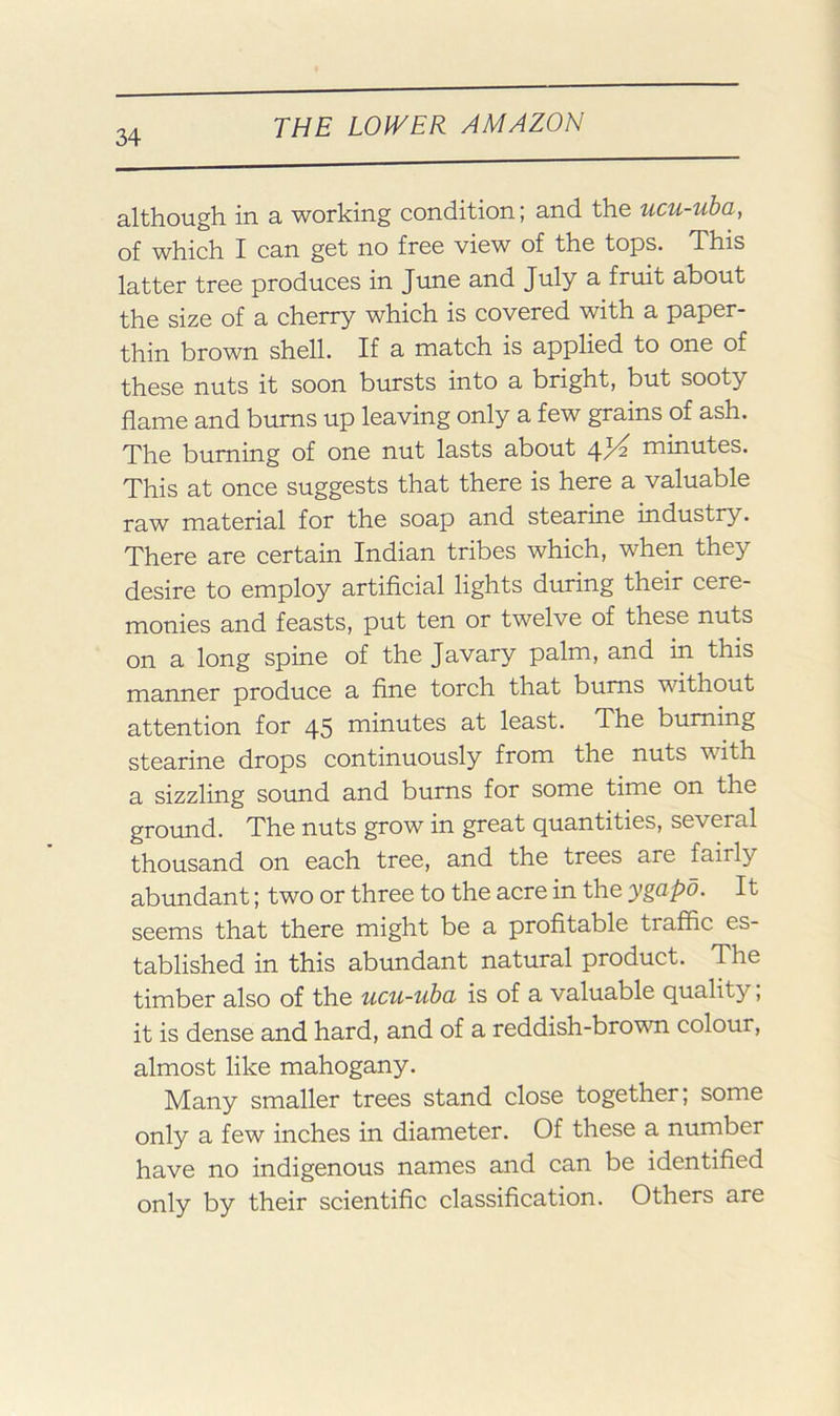 although in a working condition; and the ucu-uba, of which I can get no free view of the tops. This latter tree produces in June and July a fruit about the size of a cherry which is covered with a paper- thin brown shell. If a match is applied to one of these nuts it soon bursts into a bright, but sooty flame and bums up leaving only a few grains of ash. The burning of one nut lasts about 4K minutes. This at once suggests that there is here a valuable raw material for the soap and stearine industry. There are certain Indian tribes which, when they desire to employ artificial lights during their cere- monies and feasts, put ten or twelve of these nuts on a long spine of the Javary palm, and in this manner produce a fine torch that bums without attention for 45 minutes at least. The burning stearine drops continuously from the nuts with a sizzling sound and bums for some time on the ground. The nuts grow in great quantities, several thousand on each tree, and the trees are fairly abundant; two or three to the acre in the ygapo. It seems that there might be a profitable traffic es- tablished in this abundant natural product. The timber also of the ucu-uba is of a valuable quality, it is dense and hard, and of a reddish-brown colour, almost like mahogany. Many smaller trees stand close together; some only a few inches in diameter. Of these a number have no indigenous names and can be identified only by their scientific classification. Others are