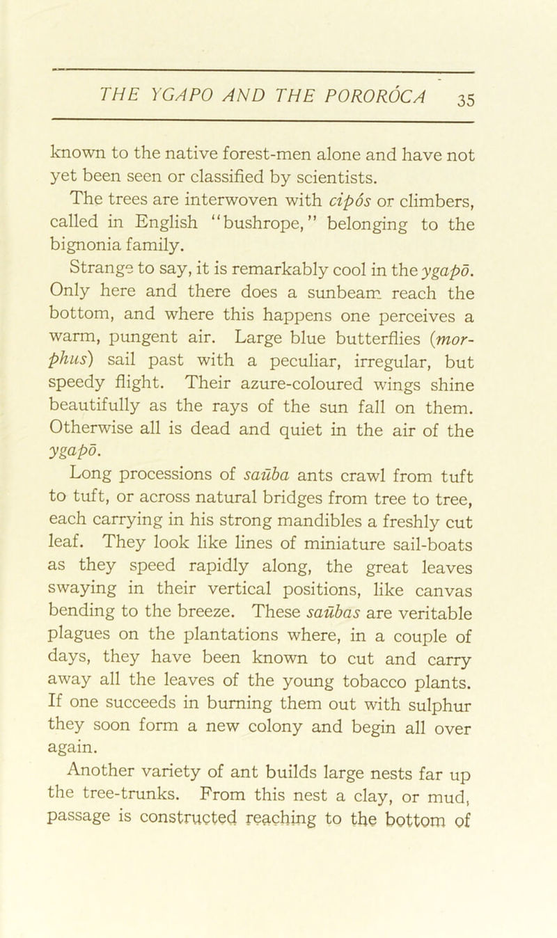 known to the native forest-men alone and have not yet been seen or classified by scientists. The trees are interwoven with cipos or climbers, called in English “bushrope, ” belonging to the bignonia family. Strange to say, it is remarkably cool in the ygapo. Only here and there does a sunbeam, reach the bottom, and where this happens one perceives a warm, pungent air. Large blue butterflies {mor- phus) sail past with a peculiar, irregular, but speedy flight. Their azure-coloured wings shine beautifully as the rays of the sun fall on them. Otherwise all is dead and quiet in the air of the ygapo. Long processions of sauha ants crawl from tuft to tuft, or across natural bridges from tree to tree, each carrying in his strong mandibles a freshly cut leaf. They look like lines of miniature sail-boats as they speed rapidly along, the great leaves swaying in their vertical positions, like canvas bending to the breeze. These saubas are veritable plagues on the plantations where, in a couple of days, they have been known to cut and carry away all the leaves of the young tobacco plants. If one succeeds in burning them out with sulphur they soon form a new colony and begin all over again. Another variety of ant builds large nests far up the tree-trunks. From this nest a clay, or mud, passage is constructed reaching to the bottom of