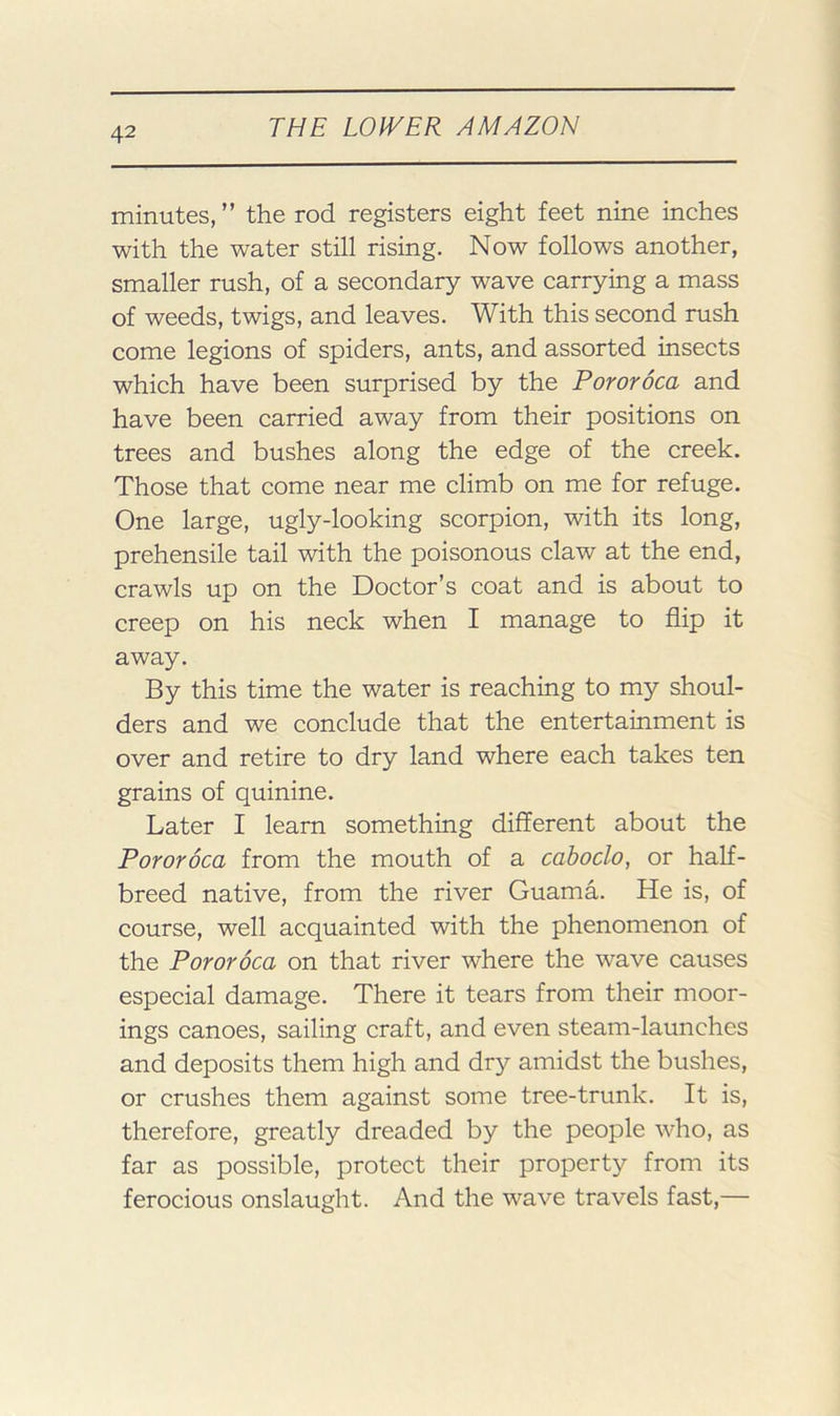 minutes,” the rod registers eight feet nine inches with the water still rising. Now follows another, smaller rush, of a secondary wave carrying a mass of weeds, twigs, and leaves. With this second rush come legions of spiders, ants, and assorted insects which have been surprised by the Pororoca and have been carried away from their positions on trees and bushes along the edge of the creek. Those that come near me climb on me for refuge. One large, ugly-looking scorpion, with its long, prehensile tail with the poisonous claw at the end, crawls up on the Doctor’s coat and is about to creep on his neck when I manage to flip it away. By this time the water is reaching to my shoul- ders and we conclude that the entertainment is over and retire to dry land where each takes ten grains of quinine. Later I learn something different about the Pororoca from the mouth of a caboclo, or half- breed native, from the river Guama. He is, of course, well acquainted with the phenomenon of the Pororoca on that river where the wave causes especial damage. There it tears from their moor- ings canoes, sailing craft, and even steam-launches and deposits them high and dry amidst the bushes, or crushes them against some tree-trunk. It is, therefore, greatly dreaded by the people who, as far as possible, protect their property from its ferocious onslaught. And the wave travels fast,—