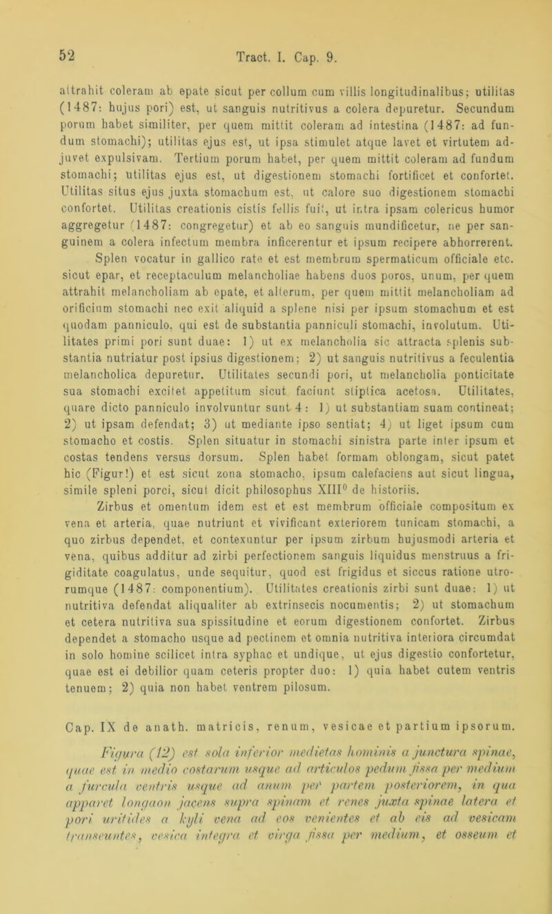 attrahit eoleram ab späte sicut per collum cum villis longitudinalibus; utilitas (1487: hujus pori) est, ut sanguis nutritivus a colera depuretur. Secundum porum habet similiter, per quem mittit eoleram ad intestina (1487: ad fun- dum stomachi); utilitas ejus est, ut ipsa stimulet atque lavet et virtutem ad- juvet expulsivam. Tertium porum habet, per quem mittit eoleram ad fundum stomachi; utilitas ejus est, ut digestionem stomachi fortificet et confortet. Utilitas situs ejus juxta stomaebum est. ut calore suo digestionem stomachi confortet. Utilitas creationis cistis fei 1 is fuif, ut ir.tra ipsam colericus humor aggregetur (1487: congregetur) et ab eo sanguis inundificetur, ne per san- guinem a colera infectum membra inficerentur et ipsum recipere abhorrerent. Spien vocatur in gallico rate et est membrum spermaticum officiale etc. sicut epar, et receptaculum melancholiae habens duos poros, unum, per quem attrahit melancholiam ab opate, et alierum, per quem mittit melancholiam ad orificium stomachi nec exit aliquid a splene nisi per ipsum stomachum et est quodam panniculo, qui est de substantia panniculi stomachi, involutum. Uti- litates primi pori sunt duae: 1) ut ex melancholia sic attracta splenis sub- stantia nutriatur post ipsius digestionem; 2) ut sanguis nutritivus a feculentia melancholica depuretur. Utilitales secundi pori, ut melancholia ponticitate sua stomachi excifet appetitum sicut faciunt stiptica acetosa. Utilitates, quare dicto panniculo involvuntur sunt 4: 1) ut substantiam suam contineat; 2) ut ipsam defendat; 3) ut mediante ipso sentiat; 4) ut liget ipsum cum stomacho et costis. Spien situatur in stomachi sinistra parte inter ipsum et costas tendens versus dorsum. Spien habet formam oblongam, sicut patet hic (Figur!) et est sicut zona stomacho. ipsum calefaciens aut sicut lingua, simile spleni porci, sicul dicit philosophus XIII0 de historiis. Zirbus et omentum idem est et est membrum officiale compositum ex vena et arteria, quae nutriunt et vivificant exteriorem tunicam stomachi, a quo zirbus dependet, et contexuntur per ipsum zirbum hujusmodi arteria et vena, quibus additur ad zirbi perfectior.em sanguis liquidus menstruus a fri- giditate coagulatus, unde sequitur, quod est frigidus et siccus ratione utro- rumque (1487: componentium). Utilitates creationis zirbi sunt duae: 1) ut nutritiva defendat aliqualiter ab extrinsecis nocumentis; 2) ut stomachum et cetera nutritiva sua spissitudine et eorum digestionem confortet. Zirbus dependet a stomacho usque ad pectinom et omnia nutritiva inteiiora circumdat in solo homine scilicet intra syphac et undique, ut ejus digestio confortetur, quae est ei debilior quam ceteris propter duo: 1) quia habet cutem ventris tenuem; 2) quia non habet ventrem pilosum. Cap. IX de anath. matricis, renum, vesicae et partium ipsorum. Figura (12) est sola inferior medietas hominis a junctura spinae, quae est in medio rostarum usque ad artieulos pedumßssa per medium a furcuJa ventris usque ad anum per partem posteriorem, in qua apparet longaon jacens supra spinam et renes juxta spinae latera et pori uritides a kyli vena ad cos verdientes et ab eis ad vesicam //•anseuntes, oesiea Integra et virga jissa per medium, et osseum et