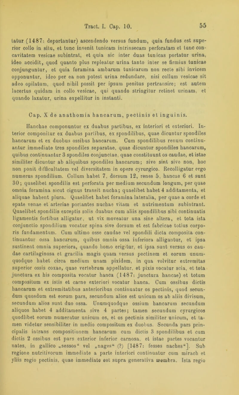 tatur (1487: deportantur) ascendendo versus fundum, quia fundus est Supe- rior collo in situ, et tune invenit tunicam intrinsecam perforatarn et tune con- cavitatem vesicae subintrat, et quia sic inter duas tunicas portatur urina, ideo accidit, quod quanto plus repleatur urina tanto inter se firmius tunicae conjunguntur, et quia foramina ambarum tunicarum non recte sibi invicem opponuntur, ideo per ea non potest urina redundare, nisi collum vesicae sit adeo opilatum, quod nihil possit per ipsum penitus pertransire; est autem lacertus quidam in collo vesicae, qui quando stringitur retinet urinam. et quando laxatur, urina expellitur in instanti. Cap. X de anathomia hancarum, pectinis et inguinis. Hanchae componuntur ex duabus partibus, ex interiori et oxteriori. In- terior componitur ex duabus partibus, ex spondilibus, quae dicuntur spondiles hancarum et ex duobus ossibus hancarum. Cum spondilibus renum continu- antur immediate tres spondiles separatae, quae dicuntur spondiles hancarum, quibus continuantur 3 spondiles conjunctae, quae constituunt os caudae, et istae similiter dicuntur ab aliquibus spondiles hancarum; sivo sint sivo non, hoc non ponit difficultatem vel diversitatem in opere cyrurgico. Recolligatur ergo numerus spondilium. Collum habet 7. dorsum 12, renes 5, hancae 6 et sunt 30; quaelibet spondilis est perforata per medium secundum longum, per quae omnia foramina sicut cignus transit nucha; quaelibet habet 4 additamenta, et aliquae habent plura. Quaelibet habet foramina lateralia, per quae a corde et epate venae et arteriae porlantes nuchae vitam et nutrimentum subintrant. Quaelibet spondilis exceptis solis duabus cum aliis spondilibus sibi continuatis ligamentis fortibus alligatur, ut vix moveatur una sine altera, et tota ista conjunctio spondilium vocatur spina sive dorsum et est fabricae totius corpo- ris fundamentum. Cum ultimo osse caudae vel spondili dicta composita con- tinuantur ossa hancarum, quibus omnia ossa inferiora alligantur, et ipsa sustinent omnia superiora, quando homo erigitur, et ipsa sunt versus os cau- dae cartilaginosa et gracilia magis quam versus pectinem et eorum unum- quodque habet circa medium unam pixidem, in qua volvitur extremitas superior ossis coxae, quae vertebrum appellatur. et pixis vocatur scia, et tota junctura ex his composita vocatur hanca (1487: junctura hancae) et totum compositum ex istis et carne exteriori vocatur hanca. Cum ossibus dictis hancarum et extremitatibus anterioribus continuatur os pectinis, quod secun- dum quosdum est eorum pars, secundum alios est unicum os ab aliis divisum, secundum alios sunt duo ossa. Unumquodque ossium hancarum secundum aliquos habet 4 additamenta sive 4 partes; tarnen secundum cyrurgicos quodlibet eorum numeratur unicum os, et os pectinis similiter unicum, et ta- rnen videtur sensibiliter in medio compositum ex duobus. Secunda pars prin- cipalis intrans compositionem hancarum cum dictis 3 spondilibus et cum dictis 2 ossibus est pars exterior inferior carnosa. et istae partes vocantur tiates, in gallico „sessos“ vel „nages“ (?) [1487: fesses naches“]. Sub regione nutritivorum immediate a parte interiori continuatur cum mirach et yliis regio pectinis. quae immediate est supra generativa usembra. Ista regio