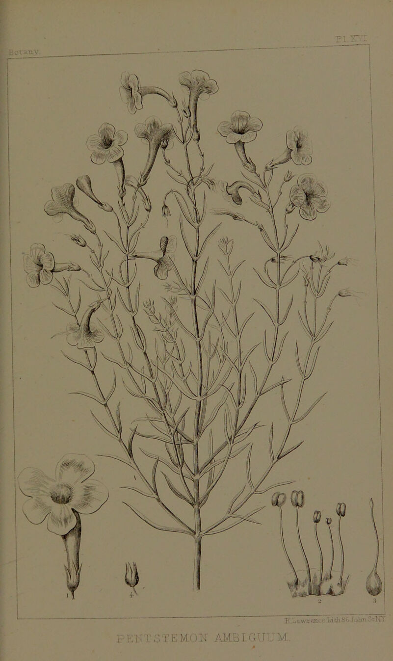 BoTa-tty Eiawreru '■ MthSMolm ’tHY PENTi'>TEMOP AMBIOUTJM.