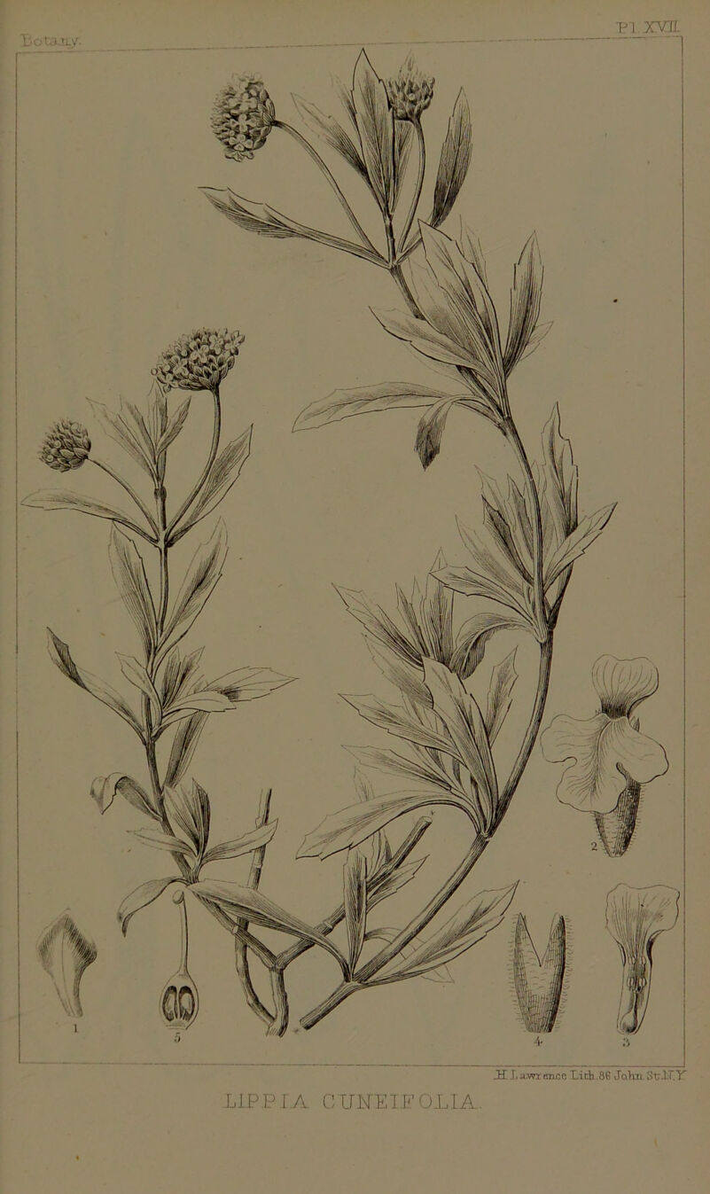 J£ I. xm Knc.c Lidj .86 John ScJsT.y P1.XVH I'otajyr. LIPPI A C UNEIP OLIA.