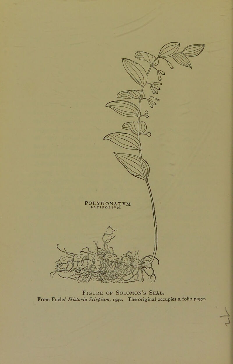 Figure of Solomon’s Seal. From Fuchs’ Hisioria Stirpium, 1542. The original occupies a folio page.