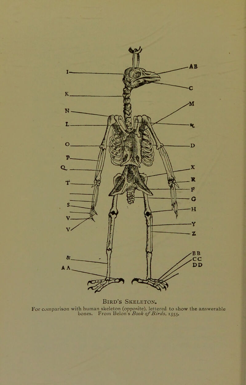 I Bird’s Skeleton. For comparison with human skeleton (opposite), lettered to show the answerable bones. From Belon s Book o/Birds^ iS55»