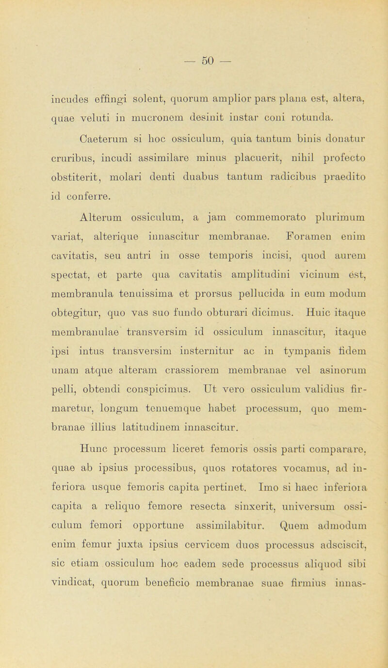 incudes effingi solent, quorum amplior pars plana est, altera, quae veluti in mueronem desinit instar coni rotunda. Caeterum si hoc ossiculum, qnia tan tum binis donatur cruribus, incudi assimilare minus placuerit, nihil profecto obstiterit, molari denti duabus tantum radicibus praedito id conferre. Alterum ossiculum, a jam commemorato plurimum variat, alterique innascitur membranae. Foramen enim cavitatis, seu antri in osse temporis incisi, quod aurem spectat, et parte qua cavitatis amplitudini vicinum est, membranula tenuissima et prorsus pellucida in eum modum obtegitur, quo vas suo fundo obturari dicimus. Huic itaque membranulae transversim id ossiculum innascitur, itaque ipsi intus transversim insternitur ac in tympanis fidem unam atque alteram crassiorem membranae vel asinorum pelli, obtendi conspicimus. Ut vero ossiculum validius fir- maretur, longum tonuemque habet processum, quo mem- branae illius latitudinem innascitur. Hunc processum liceret femoris ossis parti comparare, quae ab ipsius processibus, quos rotatores vocamus, ad in- feriora usque femoris capita pertinet. Imo si liaec inferiora capita a reliquo fomore resecta sinxerit, Universum ossi- culum femori opportune assimilabitnr. Quem admodum enim femur juxta ipsius cervicem duos processus adsciscit, sic etiam ossiculum hoc eadem scde processus aliquod sibi vindicat, quorum boneficio membranae suae firmius innas-