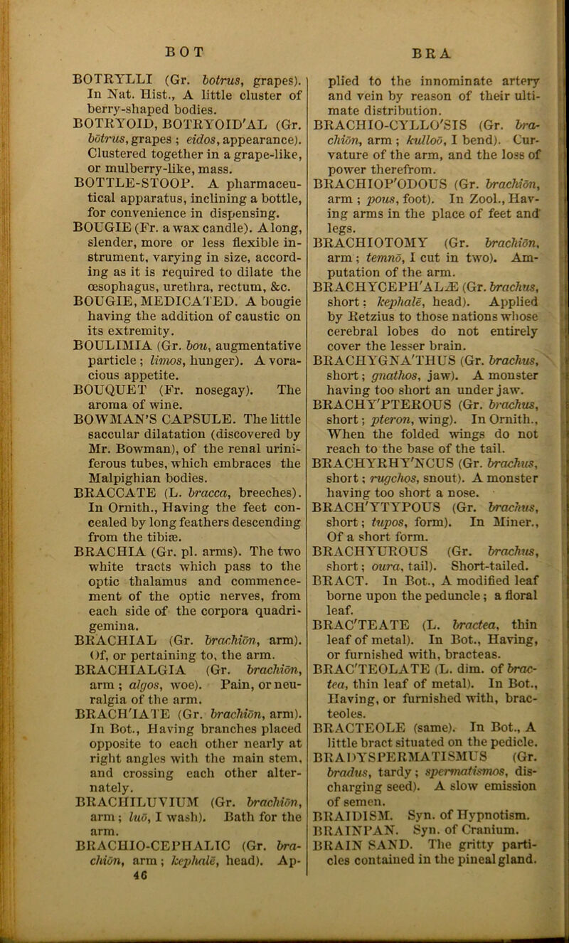 BOTRYLLI (Gr. botrus, grapes). In Nat. Hist., A little cluster of berry-shaped bodies. BOTRYOID, BOTRYOID'AL (Gr. butrus, grapes ; eidos, appearance). Clustered together in a grape-like, or mulberry-like, mass. BOTTLE-STOOP. A pharmaceu- tical apparatus, inclining a bottle, for convenience in dispensing. BOUGIE (Fr. a wax candle). Along, slender, more or less flexible in- strument, varying in size, accord- ing as it is required to dilate the oesophagus, urethra, rectum, &c. BOUGIE, MEDICATED. A bougie having the addition of caustic on its extremity. BOULIMIA (Gr. bou, augmentative particle; limos, hunger). A vora- cious appetite. BOUQUET (Fr. nosegay). The aroma of wine. BOWMAN’S CAPSULE. The little saccular dilatation (discovered by Mr. Bowman), of the renal urini- ferous tubes, which embraces the Malpighian bodies. BRACCATE (L. bracca, breeches). In Ornith., Having the feet con- cealed by long feathers descending from the tibiae. BRACHIA (Gr. pi. arms). The two white tracts which pass to the optic thalamus and commence- ment of the optic nerves, from each side of the corpora quadri- gemina. BRACHIAL (Gr. brachion, arm). Of, or pertaining to, the arm. BRACIIIALGIA (Gr. brachion, arm ; algos, woe). Pain, or neu- ralgia of the arm. BRACI-ITATE (Gr. brachion, arm). In Bot., Having branches placed opposite to each other nearly at right angles with the main stem, and crossing each other alter- nately. BRACHILUVIUM (Gr. brachion, arm; luo, I wash). Bath for the arm. BRACHIO-CEPHALTC (Gr. bra- chion, arm ; kcphale, head). Ap- 46 plied to the innominate artery and vein by reason of their ulti- mate distribution. BRACIIIO-CYLLO'SIS (Gr. bra- chion, arm ; kulloo, I bend). Cur- vature of the arm, and the loss of power therefrom. I BRACHIOP'ODOUS (Gr. brachion, arm ; pous, foot). In Zool., Hav- ing arms in the place of feet and' legs. BRACHIOTOMY (Gr. brachion, arm ; temno, I cut in two). Am- putation of the arm. BRACHYCEPH'ALA; (Gr. brachus, short; kepliale, head). Applied by Retzius to those nations whose cerebral lobes do not entirely cover the lesser brain. BRACHYGNA'THUS (Gr. brachus, short; gnathos, jaw). A monster having too short an under jaw. BRACHY'PTEROUS (Gr. brachus, short; pteron, wing). In Ornith., When the folded wings do not reach to the base of the tail. BRACHYRHY'NCUS (Gr. brachus, short; rugc/ws, snout). A monster having too short a nose. BRACH'YTYPOUS (Gr. brachus, short; tupos, form). In Miner., Of a short form. BRACHYUROUS (Gr. brachus, short; oura, tail). Short-tailed. BRACT. In Bot., A modified leaf borne upon the peduncle; a floral leaf. BRAC'TEATE (L. bractea, thin leaf of metal). In Bot., Having, or furnished with, bracteas. BRAC'TEOLATE (L. dim. of brac- tea, thin leaf of metal). In Bot., Having, or furnished ■with, brac- teoles. BRACTEOLE (same). In Bot., A little bract situated on the pedicle. BRADYSPERMATISMUS (Gr. bradus, tardy; spermatismos, dis- charging seed). A slow emission of semen. BBAIDISM. Syn. of Hypnotism. BRAINPAN. Syn. of Cranium. BRAIN SAND. The gritty parti- cles contained in the pineal gland.