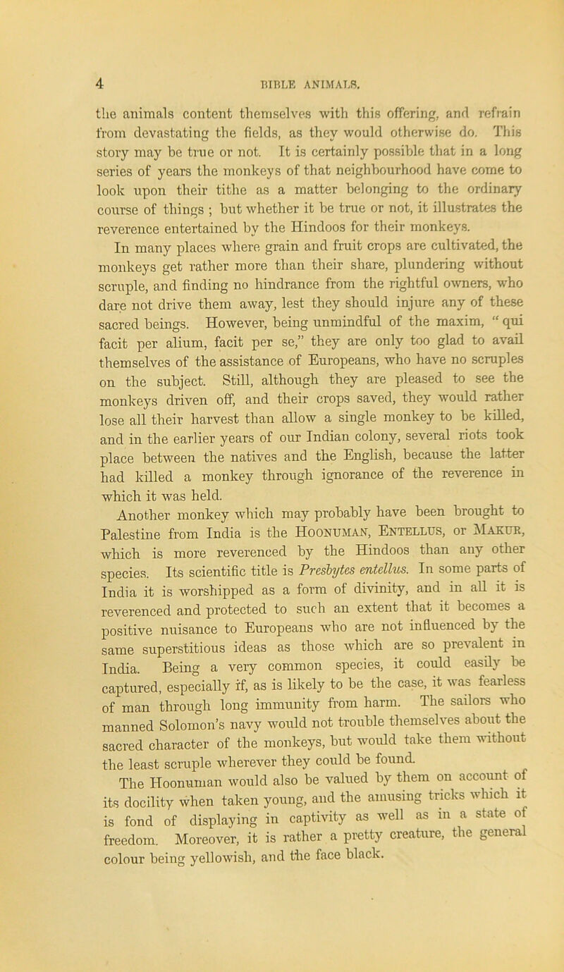 the animals content themselves with this offering, and refrain from devastating the fields, as they would otherwise do. This story may be true or not. It is certainly possible that in a long series of years the monkeys of that neighbourhood have come to look upon their tithe as a matter belonging to the ordinary course of things ; but whether it be true or not, it illustrates the reverence entertained by the Hindoos for their monkeys. In many places where grain and fruit crops are cultivated, the monkeys get rather more than their share, plundering without scruple, and finding no hindrance from the rightful owners, who dare not drive them away, lest they should injure any of these sacred beings. However, being unmindful of the maxim, “ qui facit per alium, facit per se,” they are only too glad to avail themselves of the assistance of Europeans, who have no scruples on the subject. Still, although they are pleased to see the monkeys driven off, and their crops saved, they would rather lose all their harvest than allow a single monkey to be killed, and in the earlier years of our Indian colony, several riots took place between the natives and the English, because the latter had killed a monkey through ignorance of the reverence in which it was held. Another monkey which may probably have been brought to Palestine from India is the Hoonuman, Entellus, or Makur, which is more reverenced by the Hindoos than any other species. Its scientific title is Pvcsbytcs entellus. In some parts of India it is worshipped as a form of divinity, and in all it is reverenced and protected to such an extent that it becomes a positive nuisance to Europeans who are not influenced by the same superstitious ideas as those which are so prevalent in India. Being a veiy common species, it could easily be captured, especially if, as is likely to be the case, it was fearless of man through long immunity from harm. The sailors who manned Solomon’s navy would not trouble themselves about the sacred character of the monkeys, but would take them without the least scruple wherever they could be found. The Hoonuman would also be valued by them on account of its docility when taken young, and the amusing tricks which it is fond of displaying in captivity as well as in a state of freedom. Moreover, it is rather a pretty creature, the general colour being yellowish, and the face black.
