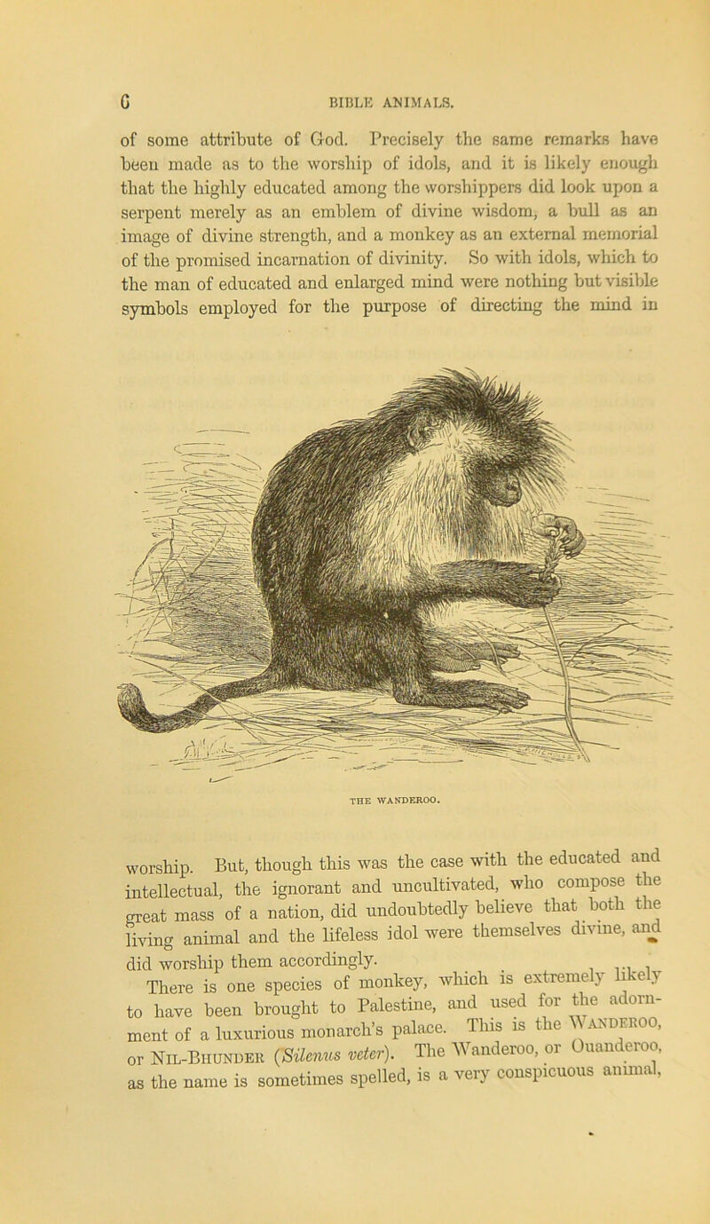 of some attribute of God. Precisely the same remarks have been made as to the worship of idols, and it is likely enough that the highly educated among the worshippers did look upon a serpent merely as an emblem of divine wisdom, a bull as an image of divine strength, and a monkey as an external memorial of the promised incarnation of divinity. So with idols, which to the man of educated and enlarged mind were nothing but visible symbols employed for the purpose of directing the mind in THE WANDEROO. worship. But, though this was the case with the educated and intellectual, the ignorant and uncultivated, who compose the great mass of a nation, did undoubtedly believe that both the living animal and the lifeless idol were themselves divine, and did worship them accordingly. There is one species of monkey, which is extremely likely to have been brought to Palestine, and used for the adorn- ment of a luxurious monarch’s palace. This is the \\ ANDEROO, or Nil-Bhunder (Silenus veter). The Wanderoo, or Ouanderoo, as the name is sometimes spelled, is a very conspicuous animal,