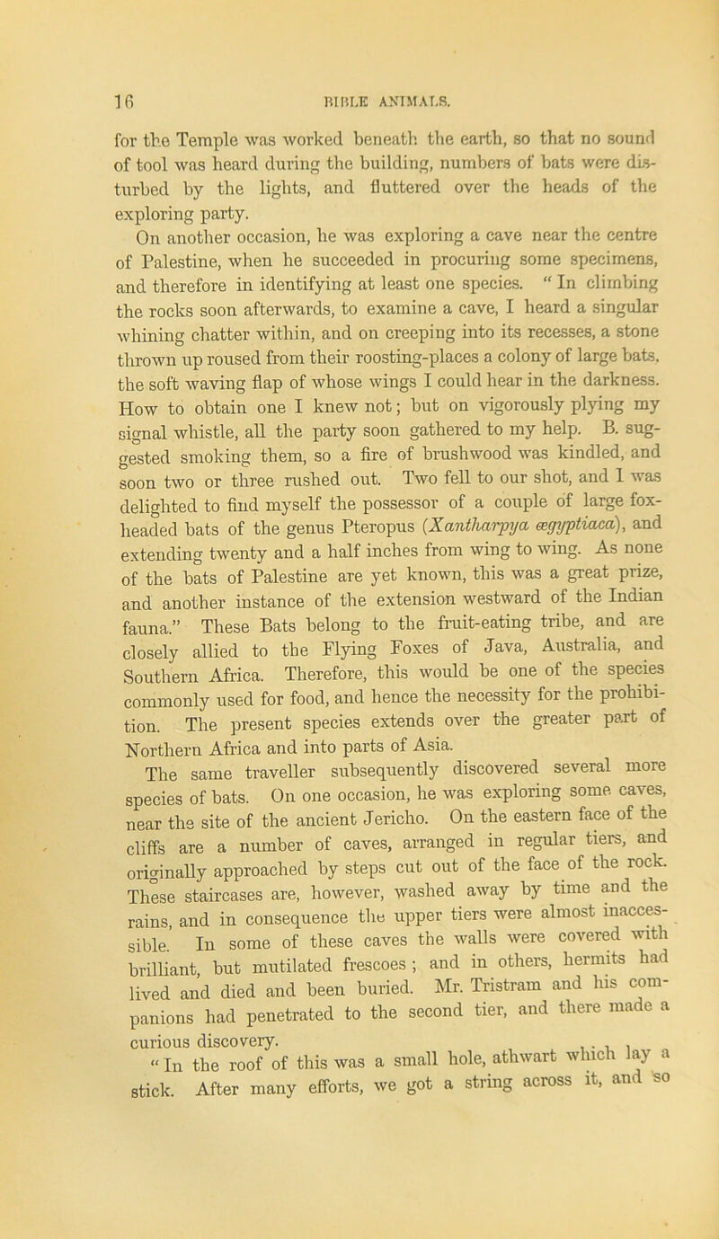 for the Temple was worked beneath the earth, so that no sound of tool was heard during the building, numbers of bats were dis- turbed by the lights, and fluttered over the heads of the exploring party. On another occasion, he was exploring a cave near the centre of Palestine, when he succeeded in procuring some specimens, and therefore in identifying at least one species. “ In climbing the rocks soon afterwards, to examine a cave, I heard a singular whining chatter within, and on creeping into its recesses, a stone thrown up roused from their roosting-plaees a colony of large bats, the soft waving flap of whose wings I could hear in the darkness. How to obtain one I knew not; but on vigorously plying my signal whistle, all the party soon gathered to my help. B. sug- gested smoking them, so a fire of brushwood was kindled, and soon two or three rushed out. Two fell to our shot, and I was delighted to find myself the possessor of a couple of large fox- lieaded bats of the genus Pteropus (Xantharpya agyptiacd), and extending twenty and a half inches from wing to wing. As none of the bats of Palestine are yet known, this was a great prize, and another instance of the extension westward of the Indian fauna.” These Bats belong to the fruit-eating tribe, and are closely allied to the Flying Foxes of Java, Australia, and Southern Africa. Therefore, this would be one of the species commonly used for food, and hence the necessity for the prohibi- tion. The present species extends over the greater part of Northern Africa and into parts of Asia. The same traveller subsequently discovered several more species of bats. On one occasion, he was exploring some caves, near the site of the ancient Jericho. On the eastern face of the cliffs are a number of caves, arranged in regular tiers, and originally approached by steps cut out of the face of the rock. These staircases are, however, washed away by time and the rains, and in consequence the upper tiers were almost inacces- sible.’ In some of these caves the walls were covered with brilliant, but mutilated frescoes ; and in others, hermits had lived and died and been buried. Mr. Tristram and his com- panions had penetrated to the second tier, and there made a curious discovery. «in the roof of this was a small hole, athwart which lay a stick. After many efforts, we got a string across it, and so