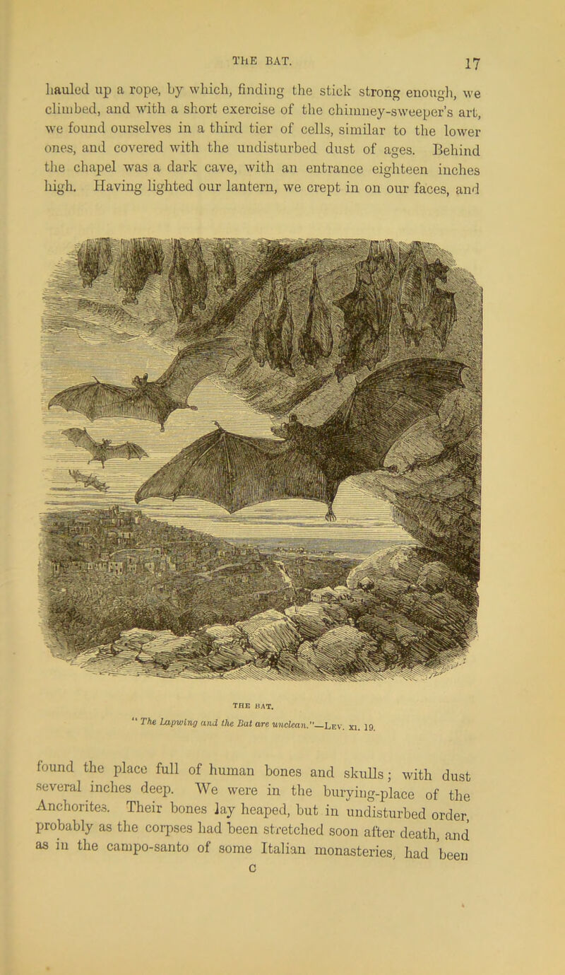 hauled up a rope, by which, finding the stick strong enough, we climbed, and with a short exercise of the chimney-sweeper’s art, we found ourselves in a third tier of cells, similar to the lower ones, and covered with the undisturbed dust of ages. Behind the chapel was a dark cave, with an entrance eighteen inches high. Having lighted our lantern, we crept in on our faces, and THE BAT. The Lapwing and the Bat are unclean. Lev. xi. 19 found the place full of human bones and skulls; with dust several inches deep. We were in the burying-place of the Anchorites. Their bones lay heaped, but in undisturbed order, probably as the corpses had been stretched soon after death, and as in the campo-santo of some Italian monasteries, had been c