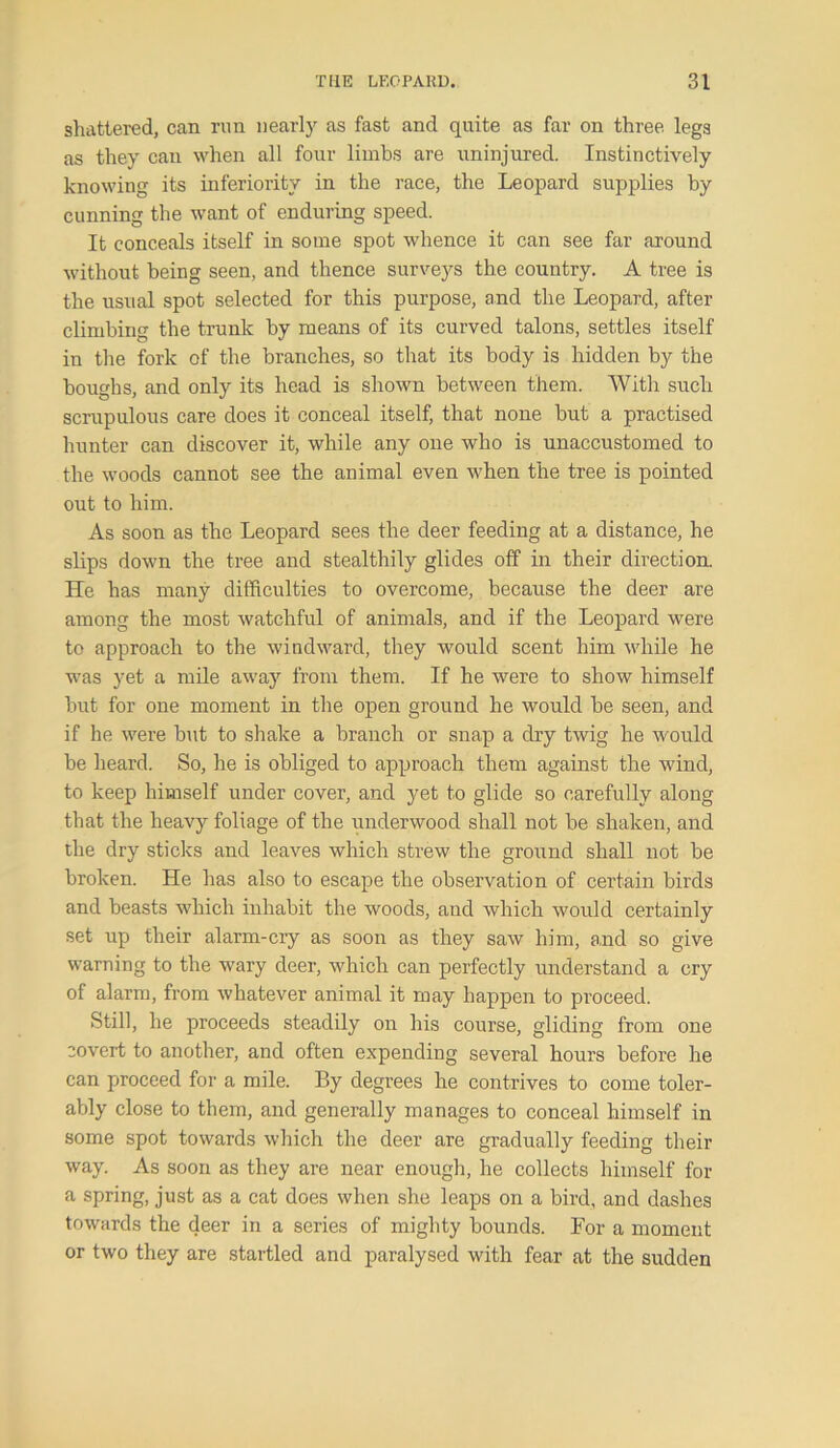 shattered, can run nearly as fast and quite as far on three legs as they can when all four limbs are uninjured. Instinctively knowing its inferiority in the race, the Leopard supplies by cunning the want of enduring speed. It conceals itself in some spot whence it can see far around without being seen, and thence surveys the country. A tree is the usual spot selected for this purpose, and the Leopard, after climbing the trunk by means of its curved talons, settles itself in the fork of the branches, so that its body is hidden by the boughs, and only its head is shown between them. With such scrupulous care does it conceal itself, that none but a practised hunter can discover it, while any one who is unaccustomed to the woods cannot see the animal even when the tree is pointed out to him. As soon as the Leopard sees the deer feeding at a distance, he slips down the tree and stealthily glides off in their direction. He has many difficulties to overcome, because the deer are among the most watchful of animals, and if the Leopard were to approach to the windward, they would scent him while he was yet a mile away from them. If he were to show himself but for one moment in the open ground he would be seen, and if he were but to shake a branch or snap a dry twig he would be heard. So, he is obliged to approach them against the wind, to keep himself under cover, and yet to glide so carefully along that the heavy foliage of the underwood shall not be shaken, and the dry sticks and leaves which strew the ground shall not be broken. He has also to escape the observation of certain birds and beasts which inhabit the woods, and which would certainly set up their alarm-cry as soon as they saw him, and so give warning to the wary deer, which can perfectly understand a cry of alarm, from whatever animal it may happen to proceed. Still, he proceeds steadily on his course, gliding from one covert to another, and often expending several hours before he can proceed for a mile. By degrees he contrives to come toler- ably close to them, and generally manages to conceal himself in some spot towards which the deer are gradually feeding their way. As soon as they are near enough, he collects himself for a spring, just as a cat does when she leaps on a bird, and dashes towards the deer in a series of mighty bounds. For a moment or two they are startled and paralysed with fear at the sudden