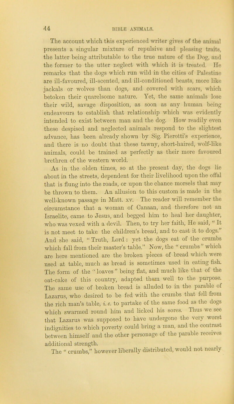 The account which this experienced writer gives of the animal presents a singular mixture of repulsive and pleasing traits, the latter being attributable to the true nature of the Dog, and the former to the utter neglect with which it is treated. He remarks that the dogs which run wild in the cities of Palestine are ill-favoured, ill-scented, and ill-conditioned beasts, more like jackals or wolves than dogs, and covered with scars, which betoken their quarelsome nature. Yet, the same animals lose their wild, savage disposition, as soon as any human being endeavours to establish that relationship which was evidently intended to exist between man and the dog. How readily even these despised and neglected animals respond to the slightest advance, has been already shown by Sig. Pierotti’s experience, and there is no doubt that these tawny, short-haired, wolf-like animals, could be trained as perfectly as their more favoured brethren of the western world. As in the olden times, so at the present day, the dogs lie about in the streets, dependent for their livelihood upon the offal that is flung into the roads, or upon the chance morsels that may be thrown to them. An allusion to this custom is made in the well-known passage in Matt. xv. The reader will remember the circumstance that a woman of Canaan, and therefore not an Israelite, came to Jesus, and begged him to heal her daughter, who was vexed with a devil. Then, to try her faith, He said, “ It is not meet to take the children’s bread, and to cast it to dogs.” And she said, “ Truth, Lord : yet the dogs eat of the crumbs which fall from their master’s table.” Now, the “ crumbs ” which are here mentioned are the broken pieces of bread which were used at table, much as bread is sometimes used in eating fish. The form of the “ loaves ” being flat, and much like that of the oat-cake of this country, adapted them well to the purpose. The same use of broken bread is alluded to in the parable of Lazarus, who desired to be fed with the crumbs that fell from the rich man’s table, i. e. to partake of the same food as the dogs which swarmed round him and licked his sores. Thus we see that Lazarus was supposed to have undergone the very worst indignities to which poverty could bring a man, aud the contrast between himself and the other personage of the parable receives additional strength. The “ crumbs,” however liberally distributed, would not nearly