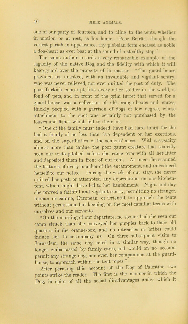 4G one of our party of fourteen, and to cling to the tents, whether in motion or at rest, as his home. Poor Beirut! though the veriest pariah in appearance, thy plebeian form encased as noble a dog-heart as ever beat at the sound of a stealthy step.” The same author records a very remarkable example of the sagacity of the native Dog, and the fidelity with which it will keep guard over the property of its master. “ The guard-house provided us, unasked, with an invaluable and vigilant sentry, who was never relieved, nor ever quitted the post of duty. The poor Turkish conscript, like every other soldier in the world, is fond of pets, and in front of the grim turret that served for a guard-house was a collection of old orange-boxes and crates, thickly peopled with a garrison of dogs of low degree, whose attachment to the spot was certainly not purchased by the loaves and fishes which fell to their lot. “ One of the family must indeed have had hard times, for she had a family of no less than five dependent on her exertions, and on the superfluities of the sentries’ mess. With a sagacity almost more than canine, the poor gaunt creature had scarcely seen our tents pitched before she came over with all her litter and deposited them in front of our tent. At once she scanned the features of every member of the encampment, and introduced herself to our notice. During the week of our stay, she never quitted her post, or attempted any depredation on our kitchen- tent, which might have led to her banishment. Night and day she proved a faithful and vigilant sentry, permitting no stranger, human or canine, European or Oriental, to approach the tents without permission, but keeping on the most familiar terms with ourselves and our servants. “On the morning of our departure, no sooner had she seen our camp struck, than she conveyed her puppies back to their old quarters in the orange-box, and no intreaties or bribes could induce her to accompany us. On three subsequent visits to Jerusalem, the same dog acted in a similar vuiy, though no longer embarrassed by family cares, and would on no account permit any strange dog, nor even her companions at the guard- house, to approach within the tent ropes.' After perusing this account of the Dog of Palestine, two points strike the reader. The first is the manner in which the Dog, in spite of all the social disadvantages under which it