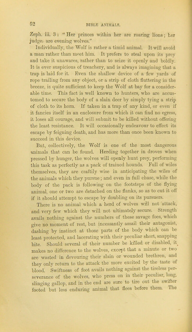 Zeph. iii. 3 : “ Her princes within her are roaring lions; her judge:, are evening wolves.” Individually, the Wolf is rather a timid animal. It will avoid a man rather than meet him. It prefers to steal upon its prey and take it unawares, rather than to seize it openly and boldly. It is ever suspicious of treachery, and is always imagining that a trap is laid for it. Even the shallow device of a few yards of rope trailing from any object, or a strip of cloth fluttering in the breeze, is quite sufficient to keep the Wolf at bay for a consider- able time. This fact is well known to hunters, who are accus- tomed to secure the body of a slain deer by simply tying a strip of cloth to its horn. If taken in a trap of any kind, or even if it fancies itself in an enclosure from which it can find no egress, it loses all courage, and will submit to be killed without offering the least resistance. It will occasionally endeavour to effect its escape by feigning death, and has more than once been known to succeed in this device. But, collectively, the Wolf is one of the most dangerous animals that can be found. Herding together in droves when pressed by hunger, the wolves will openly hunt prey, performing this task as perfectly as a pack of trained hounds. Bull of wiles themselves, they are craftily wise in anticipating the wiles of the animals which they pursue; and even in full chase, while the body of the pack is following on the footsteps of the flying animal one or two are detached on the flanks, so as to cut it off if it should attempt to escape by doubling on its pursuers. There is no animal which a herd of wolves will not attack, and very few which they will not ultimately secure. Strength avails nothing against the numbers of these savage foes, which give no moment of rest, but incessantly assail their antagonist, dashing by instinct at those parts of the body which can be least protected, and lacerating with their peculiar short, snapping bite. Should several of their number be killed or disabled, it. makes no difference to the wolves, except that a minute or tuo are wasted in devouring their slain or wounded bietlnen, and they only return to the attack the more excited by the taste of blood. Swiftness of foot avails nothing against the tireless per- severance of the wolves, who press on in their peculiar, long, slinging gallop, and in the end are sure to tire out the swifter footed but less enduring animal that flees before them. The