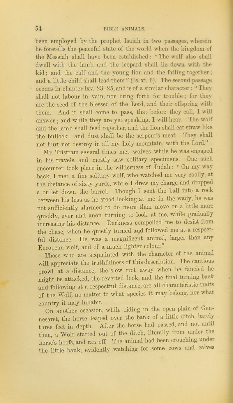 been employed by the prophet Isaiah in two passages, wherein he foretells the peaceful state of the world when the kingdom of the Messiah shall have been established: “ The wolf also shall dwell with the lamb, and the leopard shall lie down with the kid; and the calf and the young lion and the fatling together; and a little child shall lead them ” (Is. xi. 6). The second passage occurs in chapter lxv. 23-25, and is of a similar character: “ They shall not labour in vain, nor bring forth for trouble; for they are the seed of the blessed of the Lord, and their offspring with them. And it shall come to pass, that before they call, I will answer ; and while they are yet speaking, I will hear. The wolf and the lamb shall feed together, and the lion shall eat straw like the bullock : and dust shall be the serpent’s meat. They shall not hurt nor destroy in all my holy mountain, saith the Lord.” Mr. Tristram several times met wolves while he was engaged in his travels, and mostly saw solitary specimens. One such encounter took place in the wilderness of Judah : “ On my way back, I met a fine solitary wolf, who watched me very coolly, at the distance of sixty yards, while I drew my charge and dropped a bullet down the barrel. Though I sent the ball into a rock between his legs as he stood looking at me in the wady, he was not sufficiently alarmed to do more than move on a little more quickly, ever and anon turning to look at me, while gradually increasing his distance. Darkness compelled me to desist from the chase, when he quietly turned and followed me at a respect- ful distance. He was a magnificent animal, larger than any European wolf, and of a much lighter colour. Those who are acquainted with the character of the animal will appreciate the truthfulness of this description. The cautious prowl at a distance, the slow trot away when he fancied he might be attacked, the reverted look, and the final turning back and following at a respectful distance, are all characteristic traits of the Wolf, no matter to what species it may belong, nor what country it may inhabit. On another occasion, while riding in the open plain of Gen- nesaret, the horse leaped over the bank of a little ditch, baveh three feet in depth. After the horse had passed, and not until then, a Wolf started out of the ditch, literally from under the horses hoofs, and ran off. The animal had been crouching under the little bank, evidently watching for some cows and calves