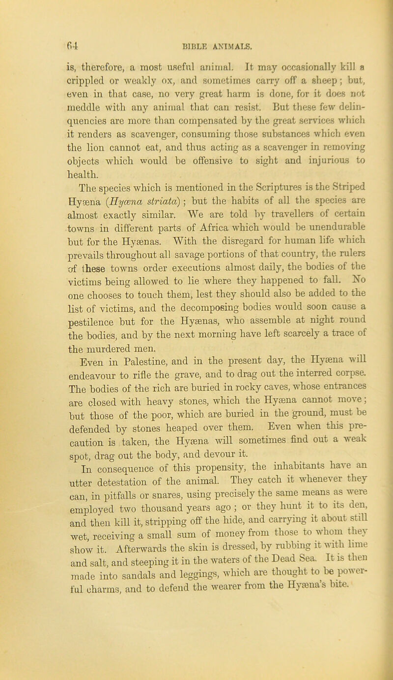 is, therefore, a most useful animal. It may occasionally kill a crippled or weakly ox, and sometimes carry off a sheep; but, even in that case, no very great harm is done, for it does not meddle with any animal that can resist. But these few delin- quencies are more than compensated by the great services which it renders as scavenger, consuming those substances which even the lion cannot eat, and thus acting as a scavenger in removing objects which would be offensive to sight and injurious to health. The species which is mentioned in the Scriptures Ls the Striped Hyaena (Hycena striata); but the habits of all the species are almost exactly similar. We are told by travellers of certain towns in different parts of Africa which would be unendurable but for the Hyaenas. With the disregard for human life which prevails throughout all savage portions of that country, the rulers of these towns order executions almost daily, the bodies of the victims being allowed to lie where they happened to fall. No one chooses to touch them, lest they should also be added to the list of victims, and the decomposing bodies would soon cause a pestilence but for the Hyaenas, who assemble at night round the bodies, and by the next morning have left scarcely a trace of the murdered men. Even in Palestine, and in the present day, the Hyaena will endeavour to rifle the grave, and to drag out the interred corpse. The bodies of the rich are buried in rocky caves, whose entrances are closed with heavy stones, which the Hyaena cannot move; but those of the poor, which are buried in the ground, must be defended by stones heaped over them. Even when this pre- caution is taken, the Hyaena will sometimes find out a weak spot, drag out the body, and devour it. In consequence of tins propensity, the inhabitants have an utter detestation of the animal. They catch it whenever they can, in pitfalls or snares, using precisely the same means as were employed two thousand years ago ; or they hunt it to its den, and then kill it, stripping off the hide, and carrying it about still wet, receiving a small sum of money from those to whom they show it. Afterwards the skin is dressed, by rubbing it with lime and salt, and steeping it in the waters of the Dead Sea. It is then made into sandals and leggings, which are thought to be power- ful charms, and to defend the wearer from the Hyama’s bite.