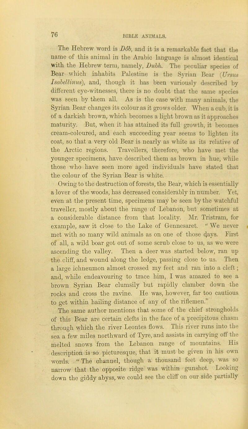 The Hebrew word is D6b, and it is a remarkable fact that the name of this animal in the Arabic language is almost identical with the Hebrew term, namely, Dubh. The peculiar species of Bear which inhabits Palestine is the Syrian Bear (Umts Isabellinus), and, though it has been variously described by different eye-witnesses, there is no doubt that the same species was seen by them all. As is the case with many animals, the Syrian Bear changes its colour as it grows older. When a cub, it is of a darkish brown, which becomes a light brown as it approaches maturity. But, when it has attained its full growth, it becomes cream-coloured, and each succeeding year seems to lighten its coat, so that a very old Bear is nearly as white as its relative of the Arctic regions. Travellers, therefore, who have met the younger specimens, have described them as brown in hue, while those who have seen more aged individuals have stated that the colour of the Syrian Bear is white. Owing to the destruction of forests, the Bear, which is essentially a lover of the woods, has decreased considerably in number. Yet, even at the present time, specimens may be seen by the watchful traveller, mostly about the range of Lebanon, but sometimes at a considerable distance from that locality. Mr. Tristram, for example, saw it close to the Lake of Gennesaret. “We never met with so many wild animals as on one of those days. First of all, a wild boar got out of some scrub close to us, as we were ascending the valley. Then a deer was started below, ran up the cliff, and wound along the ledge, passing close to us. Then a large ichneumon almost crossed my feet and ran into a cleft; and, while endeavouring to trace him, I was amazed to see a brown Syrian Bear clumsily but rapidly clamber down the rocks and cross the ravine. He was, however, far too cautious to get within hailing distance of any of the riflemen.” The same author mentions that some of the chief strongholds of this Bear are certain clefts in the face of a precipitous chasm through which the river Leontes flows. This river runs into the sea a few miles northward of Tyre, and assists in carrying off the melted snows from the Lebanon range of mountains. His description is so picturesque, that it must be given in his own words. “The channel, though a thousand feet deep, was so narrow that the opposite ridge was within gunshot. Looking down the giddy abyss, we could see the cliff on our side partially