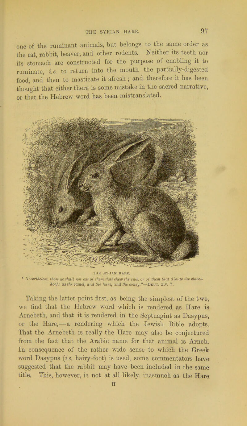 one of the ruminant animals, but belongs to the same order as the rat, rabbit, beaver, and other rodents. Neither its teetli uor its stomach are constructed for the purpose ot enabling it to ruminate, i.e. to return into the mouth the partially-digested food, and then to masticate it afresh; and therefore it has been thought that either there is some mistake in the sacred narrative, or that the Hebrew word has been mistranslated. THE SYRIAN HARE. ‘ S'certheless, these ye shall not eat oj them that cheiv the cad, or of them that divide the cloven hoof; as the camel, and the hare, and the coney.”—Deut. xiv. 7. Taking the latter point first, as being the simplest of the two, we find that the Hebrew word which is rendered as Hare is Arnebeth, and that it is rendered in the Septuagint as Dasypus, or the Hare,—a rendering which the Jewish Bible adopts. That the Arnebeth is really the Hare may also be conjectured from the fact that the Arabic name for that animal is Arneb. In consequence of the rather wide sense to which the Greek word Dasypus (i.e. hairy-foot) is used, some commentators have suggested that the rabbit may have been included in the same title. Tliis, however, is not at all likely, inasmuch as the Hare H