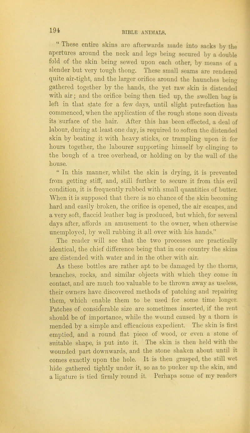 BIBLE ANIMALS. “ These entire skins are afterwards made into sacks by the apertures around the neck and legs being secured by a double fold of the skin being sewed upon each other, by means of a slender but very tough thong. These small seams are rendered quite air-tight, and the larger orifice around the haunches being gathered together by the hands, the yet raw skin is distended with air; and the orifice being then tied up, the swollen bag is left in that state for a few days, until slight putrefaction has commenced, when the application of the rough stone soon divests its surface of the hair. After this has been effected, a deal of labour, during at least one day, is required to soften the distended skin by beating it with heavy sticks, or trampling upon it for hours together, the labourer supporting himself by clinging to the bough of a tree overhead, or holding on by the wall of the house. “ In this manner, whilst the skin is drying, it is prevented from getting stiff, and, still further to secure it from this evil condition, it is frequently rubbed with small quantities of butter. When it is supposed that there is no chance of the skin becoming hard and easily broken, the orifice is opened, the air escapes, and a very soft, flaccid leather bag is produced, but which, for several days after, affords an amusement to the owner, when otherwise unemployed, by well rubbing it all over with his hands.” The reader will see that the two processes are practically identical, the chief difference being that in one country the skins are distended with water and in the other with air. As these bottles are rather apt to be damaged by the thorns, branches, rocks, and similar objects with which they come in contact, and are much too valuable to be thrown away as useless, their owner's have discovered methods of patching and repairing them, which enable them to be used for some time longer. Patches of considerable size are sometimes iuserted, if the rent should be of importance, while the wound caused by a thorn is mended by a simple and efficacious expedient. The skin is first emptied, and a round flat piece of wood, or even a stone of suitable shape, is put into it. The skin is then held with the wounded part downwards, and the stone shaken about until it comes exactly upon the hole. It is then grasped, the still wet hide gathered tightly under it, so as to pucker up the skin, and a ligature is tied firmly round it. Perhaps some of my readers