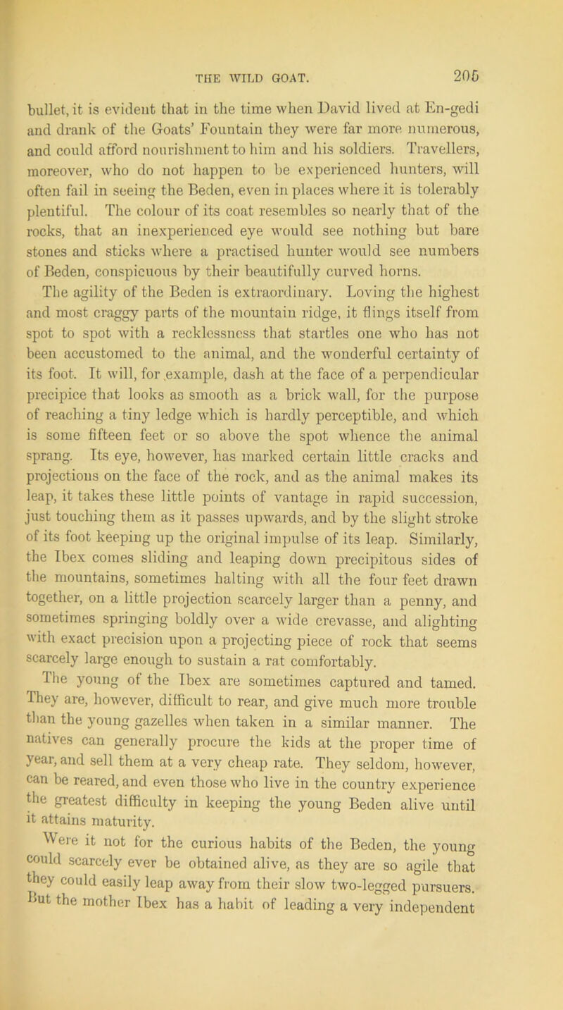 bullet, it is evident that in the time when David lived at En-gedi and drank of the Goats’ Fountain they were far more numerous, and could afford nourishment to him and his soldiers. Travellers, moreover, who do not happen to he experienced hunters, will often fail in seeing the Beden, even in places where it is tolerably plentiful. The colour of its coat resembles so nearly that of the rocks, that an inexperienced eye would see nothing but bare stones and sticks where a practised hunter would see numbers of Beden, conspicuous by their beautifully curved horns. The agility of the Beden is extraordinary. Loving the highest and most craggy parts of the mountain ridge, it flings itself from spot to spot with a recklessness that startles one who has not been accustomed to the animal, and the wonderful certainty of its foot. It will, for example, dash at the face of a perpendicular precipice that looks as smooth as a brick wall, for the purpose of reaching a tiny ledge which is hardly perceptible, and which is some fifteen feet or so above the spot whence the animal sprang. Its eye, however, has marked certain little cracks and projections on the face of the rock, and as the animal makes its leap, it takes these little points of vantage in rapid succession, just touching them as it passes upwards, and by the slight stroke of its foot keeping up the original impulse of its leap. Similarly, the Ibex comes sliding and leaping down precipitous sides of the mountains, sometimes halting with all the four feet drawn together, on a little projection scarcely larger than a penny, and sometimes springing boldly over a wide crevasse, and alighting with exact precision upon a projecting piece of rock that seems scarcely large enough to sustain a rat comfortably. The young of the Ibex are sometimes captured and tamed. They are, however, difficult to rear, and give much more trouble than the young gazelles when taken in a similar manner. The natives can generally procure the kids at the proper time of year, and sell them at a very cheap rate. They seldom, however, can be reared, and even those who live in the country experience the greatest difficulty in keeping the young Beden alive until it attains maturity. Were it not for the curious habits of the Beden, the young could scarcely ever be obtained alive, as they are so agile that they could easily leap away from their slow two-legged pursuers, kut the mother Ibex has a habit of leading a very independent