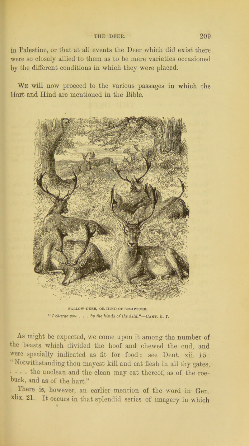 in Palestine, or that at all events the Deer which did exist there were so closely allied to them as to be mere varieties occasioned by the different conditions in which they were placed. We will now proceed to the various passages in which the Hart and Hind are mentioned in the Bible. FALLOW-DEER, OR HIND OF SCRIPTURE. I charge you ... by the hinds of the held.**—Cant. ii. 7. As might be expected, we come upon it among the number of the beasts which divided the hoof and chewed the cud, and were specially indicated as fit for food; see Deut. xii. 15 : “ Notwithstanding thou mayest kill and eat flesh in all thy gates, • ■ • • the unclean and the clean may eat thereof, as of the roe- buck, and as of the hart.” There is, however, an earlier mention of the word in Gen. xlix. 21. It occurs in that splendid series of imagery in which