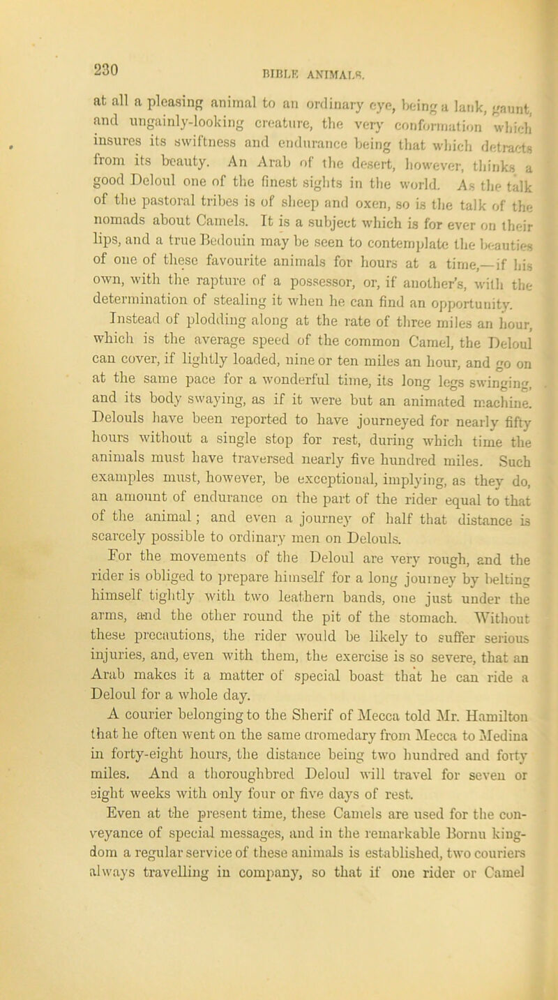 at all a pleasing animal to an ordinary eye, being a lank, gaunt, and ungainly-looking creature, the very conformation* which insures its swiftness and endurance being that which detracts fiom its beauty. An Arab of the desert, however, thinks a good Deloul one of the finest sights in the world. As the talk of the pastoral tribes is of sheep and oxen, so is the talk of the nomads about Camels. It is a subject which is for ever on their lips, and a true Bedouin may be seen to contemplate the beauties of one of these favourite animals for hours at a time,—if his own, with the rapture of a possessor, or, if another’s, with the determination of stealing it when he can find an opportunity. Instead of plodding along at the rate of three miles an hour, which is the average speed of the common Camel, the Deloul can cover, if lightly loaded, nine or ten miles an hour, and go on at the same pace for a wonderful time, its long legs swinging, and its body swaying, as if it were but an animated machine. Delouls have been reported to have journeyed for nearly fifty hours without a single stop for rest, during which time the animals must have traversed nearly five hundred miles. Such examples must, however, be exceptional, implying, as they do, an amount of endurance on the part of the rider equal to that of the animal; and even a journey of half that distance is scarcely possible to ordinary men on Delouls. For the movements of the Deloul are very rough, and the rider is obliged to prepare himself for a long jouiney by belting himself tightly with two leathern bands, one just under the arms, and the other round the pit of the stomach. Without these precautions, the rider would be likely to suffer serious injuries, and, even with them, the exercise is so severe, that an Arab makes it a matter of special boast that he can ride a Deloul for a whole day. A courier belonging to the Sherif of Mecca told Mr. Hamilton that he often went on the same dromedary from Mecca to Medina in forty-eight hours, the distance being two hundred and forty miles. And a thoroughbred Deloul will travel for seven or eight weeks with only four or five days of rest. Even at the present time, these Camels are used for the con- veyance of special messages, and in the remarkable Bornu king- dom a regular service of these animals is established, two couriers always travelling in company, so that if one rider or Camel