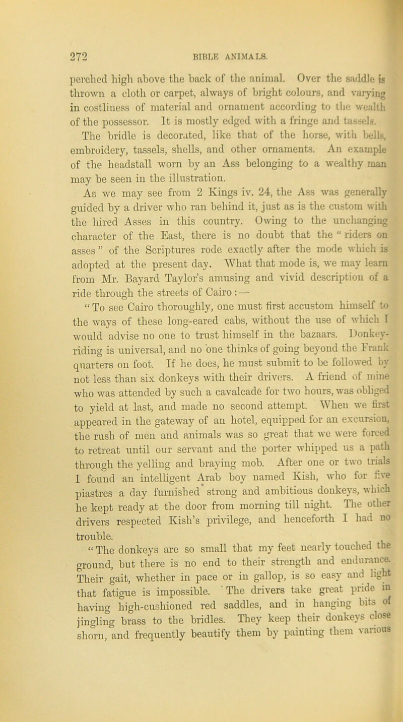 perched high above the back of the animal. Over the saddle is thrown a cloth or carpet, always of bright colours, and varying in costliness of material and ornament according to the wealth of the possessor. It is mostly edged with a fringe and tassels. The bridle is decorated, like that of the horse, with bells, embroidery, tassels, shells, and other ornaments. An example of the headstall worn by an Ass belonging to a wealthy man may be seen in the illustration. As we may see from 2 Kings iv. 24, the Ass was generally guided by a driver who ran behind it, just as is the custom with the hired Asses in this country. Owing to the unchanging character of the East, there is no doubt that the “ riders on asses ” of the Scriptures rode exactly after the mode which is adopted at the present day. What that mode is, we may learn from Mr. Bayard Taylor’s amusing and vivid description of a ride through the streets of Cairo : — “ To see Cairo thoroughly, one must first accustom himself to the ways of these long-eared cabs, without the use of which I would advise no one to trust himself in the bazaars. Donkey- riding is universal, and no one thinks of going beyond the Trank quarters on foot. If he does, he must submit to be followed by not less than sLx donkeys with their drivers. A friend of mine who was attended by such a cavalcade for two hours, was obliged to yield at last, and made no second attempt. When we first appeared in the gateway of an hotel, equipped for an excursion, the rush of men and animals was so great that we were forced to retreat until our servant and the porter whipped us a path through the yelling and braying mob. After one or two trials I found an intelligent Arab boy named Kish, who for five piastres a day furnished strong and ambitious donkeys, which he kept ready at the door from morning till night. The other drivers respected Kish’s privilege, and henceforth I had no trouble. “ The donkeys are so small that my feet nearly touched the ground, but there is no end to their strength and endurance. Their gait, whether in pace or in gallop, is so easy and light that fatigue is impossible. 'The drivers take great pride m having high-cushioned red saddles, and in hanging bits of jingling brass to the bridles. They keep their donkeys close shorn, and frequently beautify them by painting them various