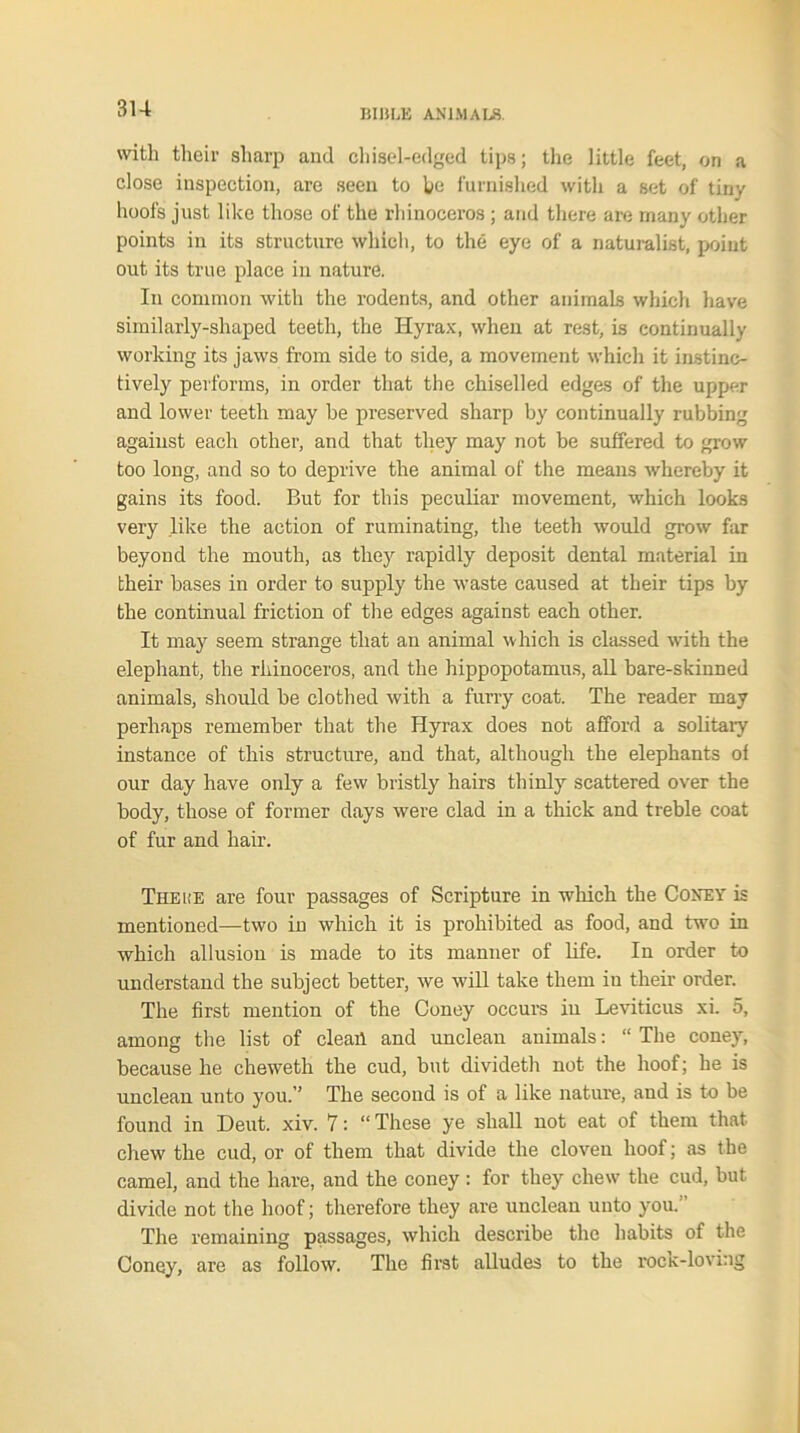 with their sharp and chisel-edged tips; the little feet, on a close inspection, are seen to bo furnished with a set of tiny hoofs just like those of the rhinoceros ; and there are many other points in its structure which, to the eye of a naturalist, point out its true place in nature. In common with the rodents, and other animals which have similarly-shaped teeth, the Hyrax, when at rest, is continually working its jaws from side to side, a movement which it instinc- tively performs, in order that the chiselled edges of the upper and lower teeth may he preserved sharp by continually rubbing against each other, and that they may not be suffered to grow too long, and so to deprive the animal of the means whereby it gains its food. But for this peculiar movement, which looks very like the action of ruminating, the teeth would grow far beyond the mouth, as they rapidly deposit dental material in their bases in order to supply the waste caused at their tips by the continual friction of the edges against each other. It may seem strange that an animal which is classed -with the elephant, the rhinoceros, and the hippopotamus, all bare-skinned animals, should be clothed with a furry coat. The reader may perhaps remember that the Hyrax does not afford a solitary instance of this structure, and that, although the elephants of our day have only a few bristly hairs thinly scattered over the body, those of former days were clad in a thick and treble coat of fur and hair. There are four passages of Scripture in which the Coney is mentioned—two in which it is prohibited as food, and two in which allusion is made to its manner of life. In order to understand the subject better, we will take them in their order. The first mention of the Coney occurs iu Leviticus xi. 5, among the list of cleail and unclean animals: “ The coney, because he chewetli the cud, but divideth not the hoof; he is unclean unto you.” The second is of a like nature, and is to be found in Deut. xiv. 7: “ These ye shall not eat of them that chew the cud, or of them that divide the cloven hoof; as the camel, and the hare, and the coney : for they chew the cud, but divide not the hoof; therefore they are unclean unto you.” The remaining passages, which describe the habits of the Coney, are as follow. The first alludes to the rocK-loving