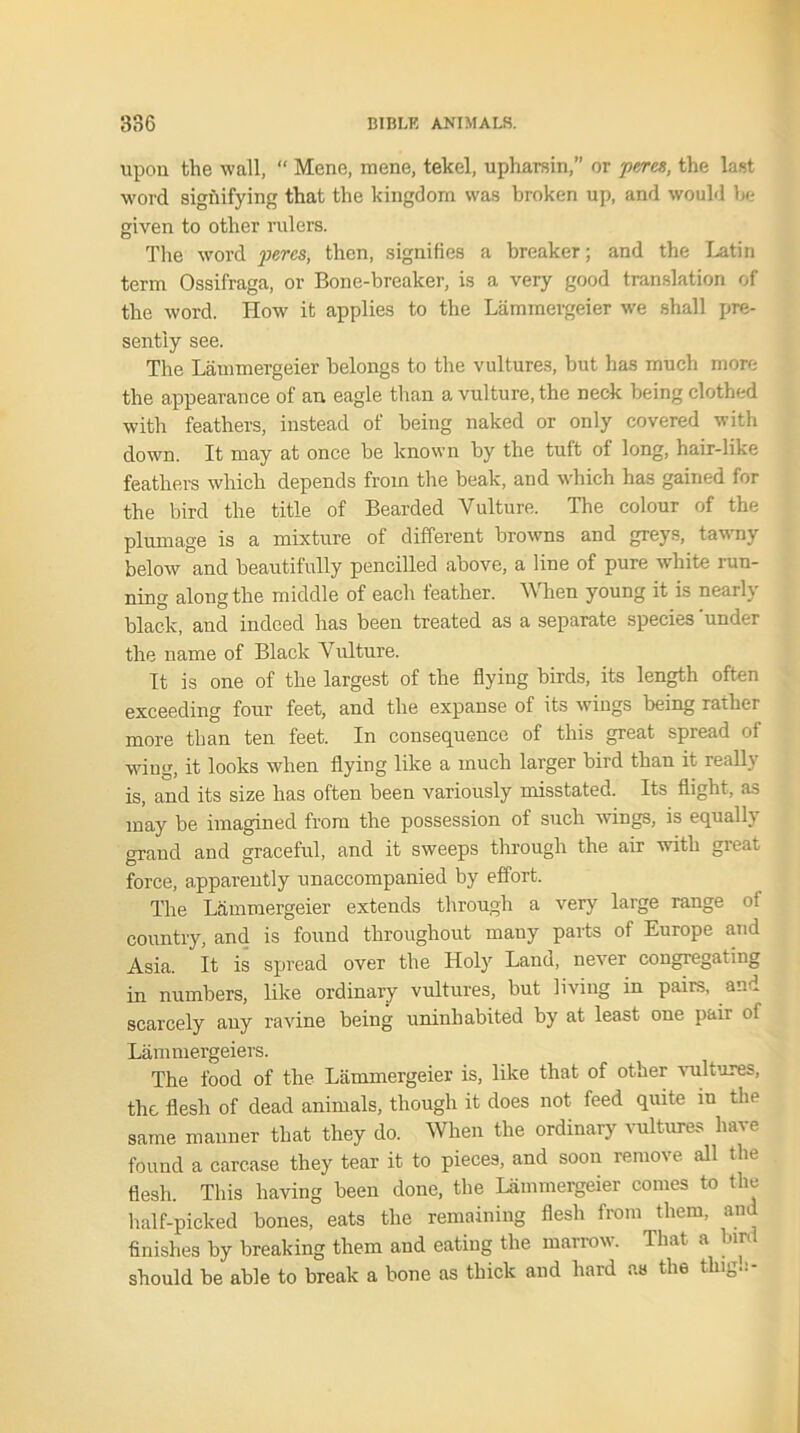 upon the wall, “ Mene, mene, tekel, upharsin,” or peres, the last word signifying that the kingdom was broken up, and would be given to other rulers. The word percs, then, signifies a breaker; and the Latin term Ossifraga, or Bone-breaker, is a very good translation of the word. How it applies to the Lammergeier we shall pre- sently see. The Lammergeier belongs to the vultures, but has much more the appearance of an eagle than a vulture, the neck being clothed with feathers, instead of being naked or only covered with down. It may at once be known by the tuft of long, hair-like feathers which depends from the beak, and which has gained for the bird the title of Bearded Vulture. The colour of the plumage is a mixture of different browns and greys, tawny below and beautifully pencilled above, a line of pure white run- ning along the middle of each feather. When young it is nearly black, and indeed has been treated as a separate species ’under the name of Black Vulture. It is one of the largest of the flying birds, its length often exceeding four feet, and the expanse of its wings being rather more than ten feet. In consequence of this great spread of wing, it looks when flying like a much larger bird than it really is, and its size has often been variously misstated. Its flight, as may be imagined from the possession of such wings, is equally grand and graceful, and it sweeps through the air with great force, apparently unaccompanied by effort. The Lammergeier extends through a very large range ot country, and is found throughout rnauy parts of Europe and Asia. It is spread over the Holy Land, never congregating in numbers, like ordinary vultures, but living in pairs, and scarcely any ravine being uninhabited by at least one pair of Lamxnergeiers. The food of the Lammergeier is, like that of other vultures, the flesh of dead animals, though it does not feed quite in the same manner that they do. men the ordinary vultures have found a carcase they tear it to pieces, and soon remove all the flesh. This having been done, the Lammergeier comes to the half-picked bones, eats the remaining flesh from them, and finishes by breaking them and eating the marrow. That a bird should be able to break a bone as thick and hard as the ting.;-