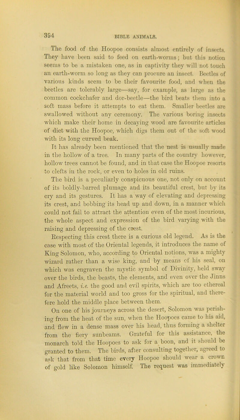 3S4 The food of the Hoopoe consists almost entirely of insects. They have been said to feed on earth-worms; but this notion seems to be a mistaken one, as in captivity they will not touch an earth-worm so long as they can procure an insect. Beetles of various kinds seem to be their favourite food, and when the beetles are tolerably large—say, for example, as large as the common cockchafer and dor-beetle—the bird beats them into a soft mass before it attempts to eat them. Smaller beetles are swallowed without any ceremony. The various boring insects which make their home in decaying wood are favourite articles of diet with the Hoopoe, which digs them out of the soft wood with its long curved beak. Tt has already been mentioned that the nest is usually made in the hollow of a tree. In many parts of the country however, hollow trees cannot be found, and in that case the Hoopoe resorts to clefts in the rock, or even to holes in old ruins. The bird is a peculiarly conspicuous one, not only on account of its boldly-barred plumage and its beautiful crest, but by its cry and its gestures. It has a way of elevating and depressing its crest, and bobbing its head up and down, in a manner which could not fail to attract the attention even of the most incurious, the whole aspect and expression of the bird varying with the raising and depressing of the crest. Respecting this crest there is a curious old legend. As is the case with most of the Oriental legends, it introduces the name of King Solomon, who, according to Oriental notions, was a mighty wizard rather than a wise king, and by means of his seal, on which was engraven the mystic symbol of Divinity, held sway over the birds, the beasts, the elements, and even over the Jinns and Afreets, i.e. the good and evil spirits, which are too ethereal for the material world and too gross tor the spiritual, and there- fore hold the middle place between them. On one of his journeys across the desert, Solomon was perish- ing from the heat of the sun, when the Hoopoes came to his aid, and flew in a dense mass over his head, thus forming a shelter from the fiery sunbeams. Grateful for this assistance, the monarch told the Hoopoes to ask for a boon, and it should be granted to them. The birds, after consulting together, agreed to ask that from that time every Hoopoe should wear a crown of gold like Solomon himself. The request was immediately