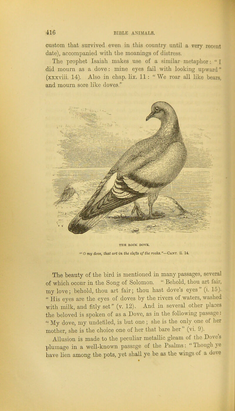 custom that survived even in tills country until a very recent date), accompanied with the rnoanings of distress. The prophet Isaiah makes use of a similar metaphor: “ I did mourn as a dove: mine eyes fail with looking upward” (xxxviii. 14). Also in chap. lix. 11: “We roar all like bears, and mourn sore like doves.” TUE ROCK DOVE. “ 0 my dove, that art in the clefts of the rocks.”—Cant, ii 14. The beauty of the bird is mentioned in many passages, several of which occur in the Song of Solomon. “ Behold, thou art fair, my love; behold, thou art fair; thou hast dove’s eyes (i. 15). “ His eyes are the eyes of doves by the rivers of waters, washed with milk, and fitly set” (v. 12). And in several other places the beloved is spoken of as a Dove, as in the following passage: “ My dove, my undefiled, is but one ; she is the only one of her mother, she is the choice one of her that bare her (vi. 9). Allusion is made to the peculiar metallic gleam of the Dove’s plumage in a well-known passage of the Psalms: “ 1 hough )e have lien among the pots, yet shall ye be as the wings of a do\e