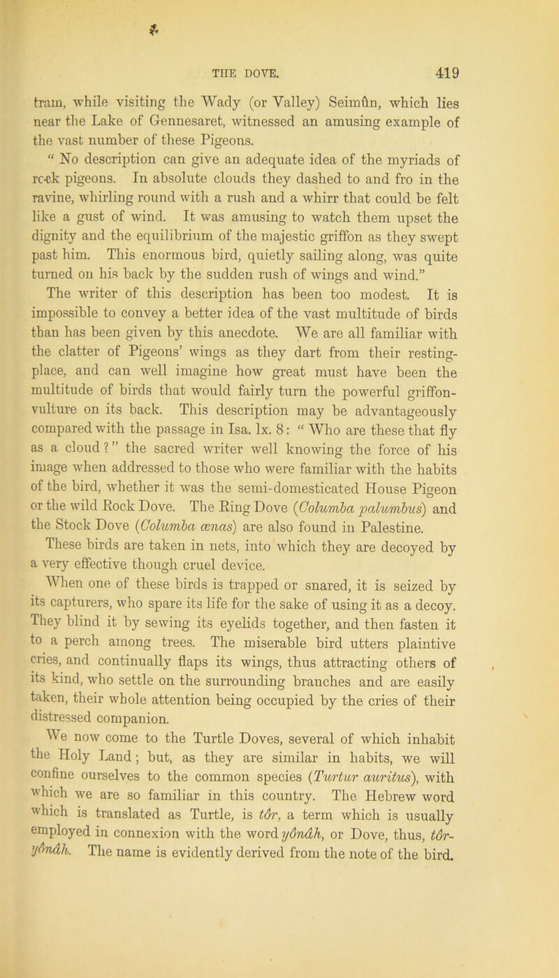 tram, while visiting the Wady (or Valley) Seimftn, which lies near the Lake of Gennesaret, witnessed an amusing example of the vast number of these Pigeons. “ No description can give an adequate idea of the myriads of rc-ck pigeons. In absolute clouds they dashed to and fro in the ravine, whirling round with a rush and a whirr that could be felt like a gust of wind. It was amusing to watch them upset the dignity and the equilibrium of the majestic griffon as they swept past him. This enormous bird, quietly sailing along, was quite turned on his back by the sudden rush of wings and wind.” The writer of this description has been too modest. It is impossible to convey a better idea of the vast multitude of birds than has been given by this anecdote. We are all familiar with the clatter of Pigeons’ wings as they dart from their resting- place, and can well imagine how great must have been the multitude of birds that would fairly turn the powerful griffon- vulture on its back. This description may be advantageously compared with the passage in Isa. lx. 8: “ Who are these that fly as a cloud ? ” the sacred writer well knowing the force of his image when addressed to those who were familiar with the habits of the bird, whether it was the semi-domesticated House Pigeon or the wild Pock Dove. The Ring Dove (Columba palumbus) and the Stock Dove (Columba ccnas) are also found in Palestine. These birds are taken in nets, into which they are decoyed by a very effective though cruel device. When one of these birds is trapped or snared, it is seized by its capturers, who spare its life for the sake of using it as a decoy. They blind it by sewing its eyelids together, and then fasten it to a perch among trees. The miserable bird utters plaintive cries, and continually flaps its wings, thus attracting others of its kind, who settle on the surrounding branches and are easily taken, their whole attention being occupied by the cries of their distressed companion. We now come to the Turtle Doves, several of which inhabit the Holy Land; but, as they are similar in habits, we will confine ourselves to the common species (Turtur auritus), with which we are so familiar in this country. The Hebrew word which is translated as Turtle, is t&r, a term which is usually employed in connexion with the word ydndh, or Dove, thus, tor- ’jAndh. The name is evidently derived from the note of the bird.
