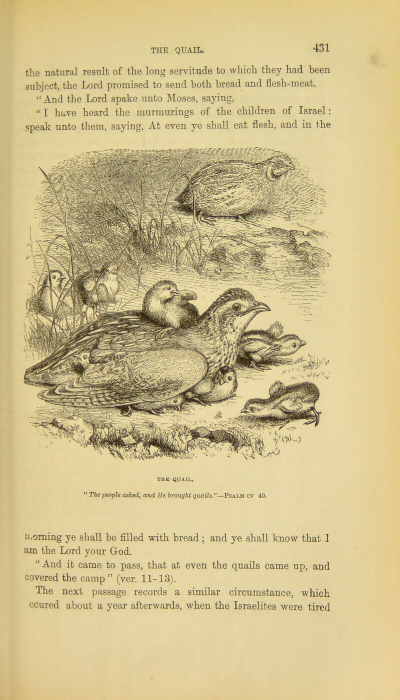 the natural result of the long servitude to which they had been subject, the Lord promised to send both bread and flesh-meat. “ And the Lord spake unto Moses, saying, “ I have heard the murmurings of the children of Israel: speak unto them, saying, At even ye shall eat flesh, and in the THE QUAIL. “ The people asked, and He brought quails.’’—Psalm cv 40. morning ye shall be filled with bread ; and ye shall know that 1 am the Lord your God. “And it came to pass, that at even the quails came up, and covered the camp” (ver. 11-13). The next passage records a similar circumstance, which ccured about a year afterwards, when the Israelites were tired