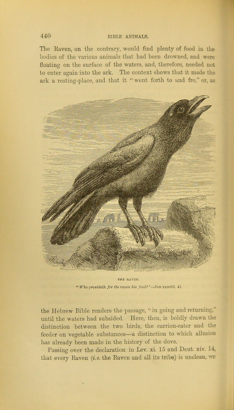 The Raven, on the contrary, would find plenty of food in the bodies of the various animals that had been drowned, and were floating on the surface of the waters, and, therefore, needed not to enter again into the ark. The context shows that it made the ark a resting-place, and that it “ went forth to and fro,” or, as THE RAVEN. Who provideth for the raven his food?—Job xxxviii. 41. the Hebrew Bible renders the passage, “ in going and returning,” until the waters had subsided. Here, then, is boldly drawn the distinction between the two birds, the carrion-eater and the feeder on vegetable substances—a distinction to which allusion has already been made in the history of the dove. Passing over the declaration in Lev. xi. 15 and Deut. xiv. 14, that every Raven (i.e. the Raven and all its tribe) is unclean, wc