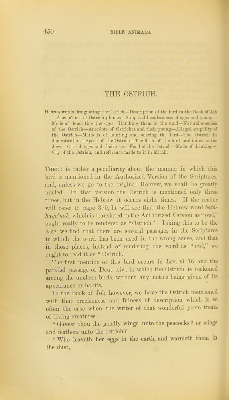 THE OSTRICH. Hebrew words designating the Ostrich—Description of the bird in the Book of Job —Ancient use of Ostrich plumes—Supposed heedlessness of eggs and yonng— Mode of depositing the eggs—Hatching them in the sand—Natural enemies of the Ostrich—Anecdote of Ostriches and their young—Alleged stupidity of the Ostrich—Methods of hunting and snaring the bird—The Ostrich in domestication—Speed of the Ostrich—The flesh of the bird prohibited to the Jews—Ostrich eggs and their uses—Food of the Ostrich—Mode of drinking— Cry of the Ostrich, and reference made to it in Micah. There is rather a peculiarity about the manner in which this bird is mentioned in the Authorized Version of the Scriptures, and, unless we go to the original Hebrew, we shall he greatly misled. In that version the Ostrich is mentioned only three times, hut in the Hebrew it occurs eight times. If the reader will refer to page 370, he will see that the Hebrew word bath- hay a nah, which is translated in the Authorized Version as “ owl,” ought really to be rendered as Ostrich.” Taking this to be the case, we find that there are several passages in the Scriptures in which the word has been used in the wrong sense, and that in those places, instead of rendering the word as “ owl,” we ought to read it as “ Ostrich.” The first mention of this bird occurs in Lev. xi. 16, and the parallel passage of Deut. xiv., in which the Ostrich is reckoned among the unclean birds, without any notice being given of its appearance or habits. In the Book of Job, however, we have the Ostrich mentioned with that preciseness and fulness of description which is so often the case when the writer of that wonderful poem treats of living creatures. “ Gavest thou the goodly wings unto the peacocks ? or wings and feathers unto the ostrich ? “ Who leaveth her eggs in the earth, and warmeth them in the dust,